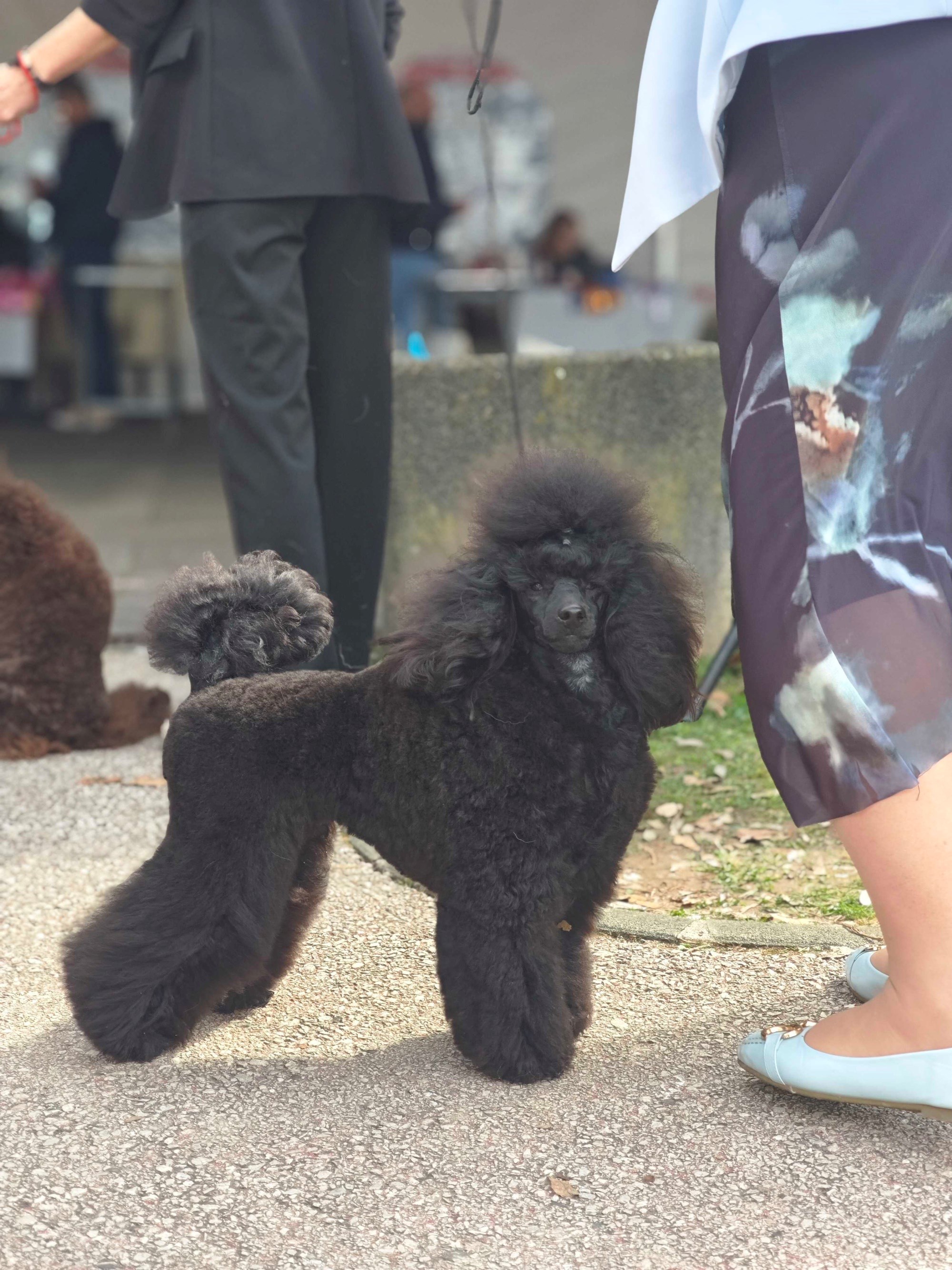Posjetili smo izložbu pasa u Zaprešiću, pogledajte te preslatke ljubimce 🐶