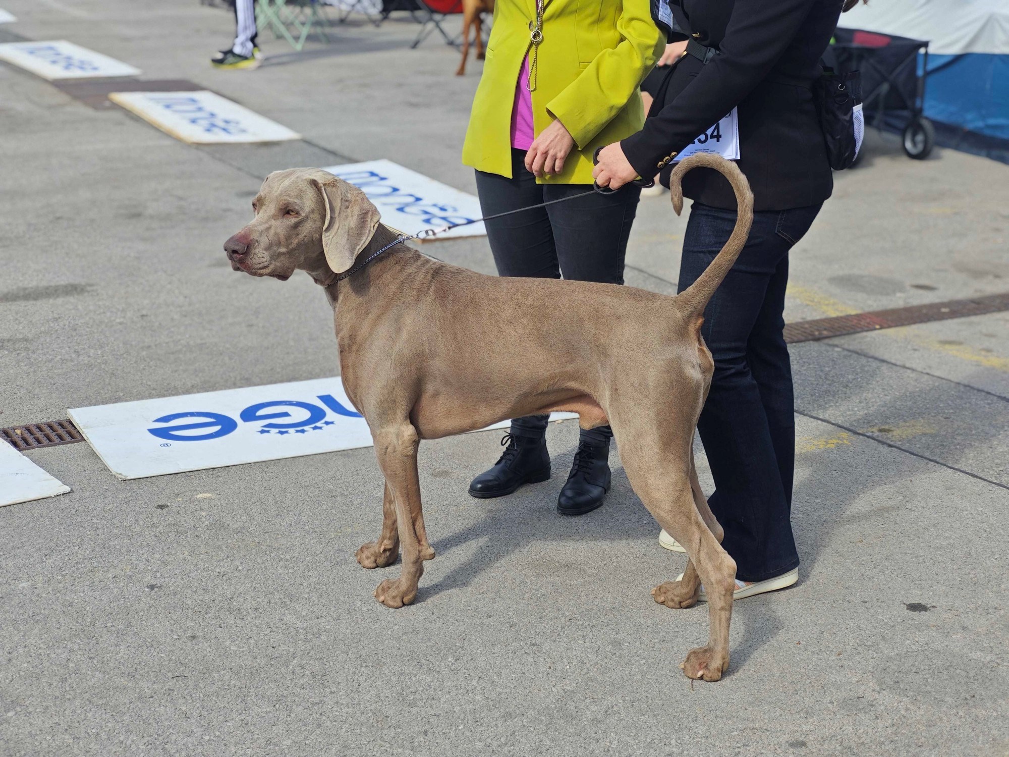 Posjetili smo izložbu pasa u Zaprešiću, pogledajte te preslatke ljubimce 🐶