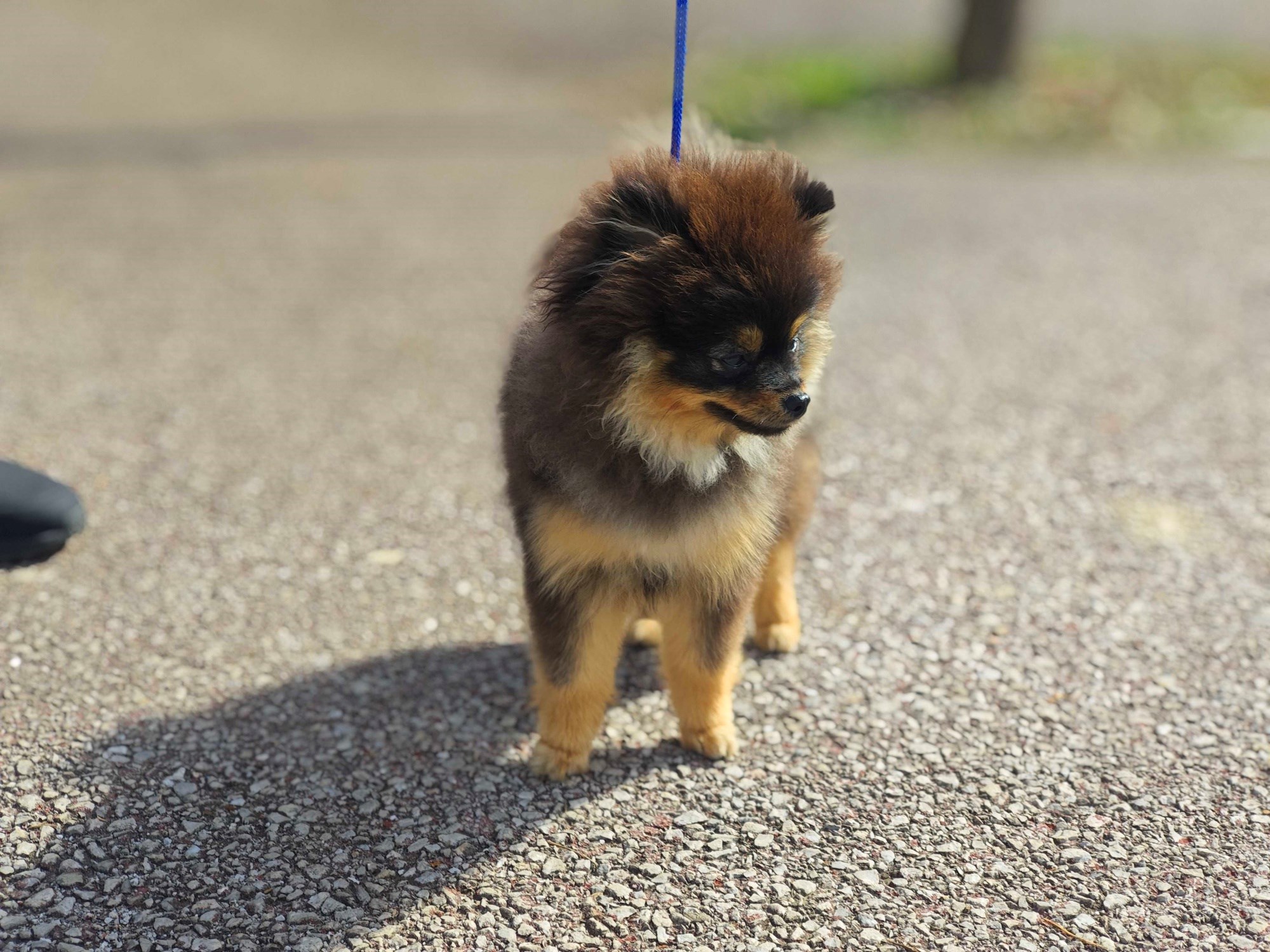 Posjetili smo izložbu pasa u Zaprešiću, pogledajte te preslatke ljubimce 🐶
