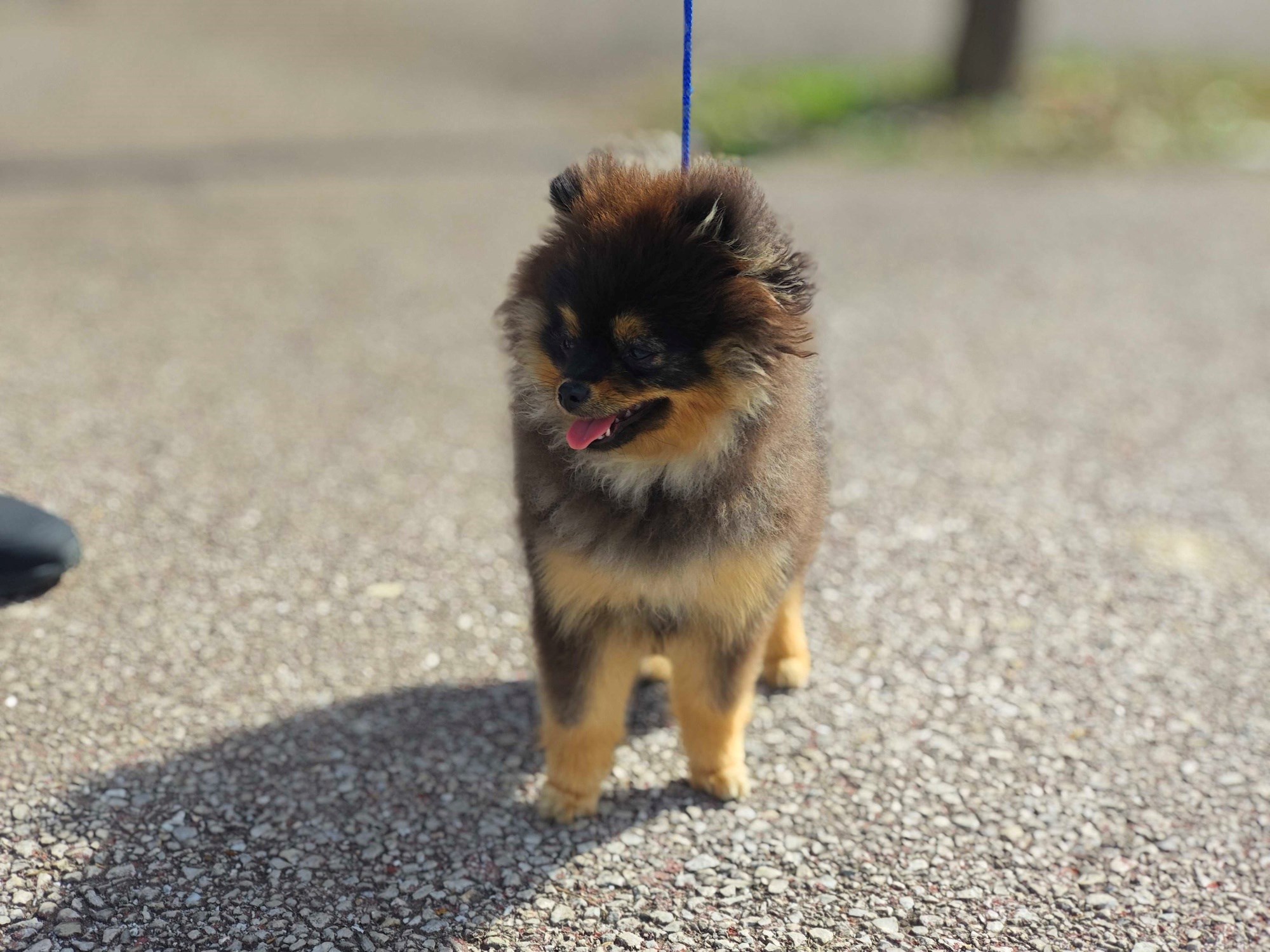 Posjetili smo izložbu pasa u Zaprešiću, pogledajte te preslatke ljubimce 🐶