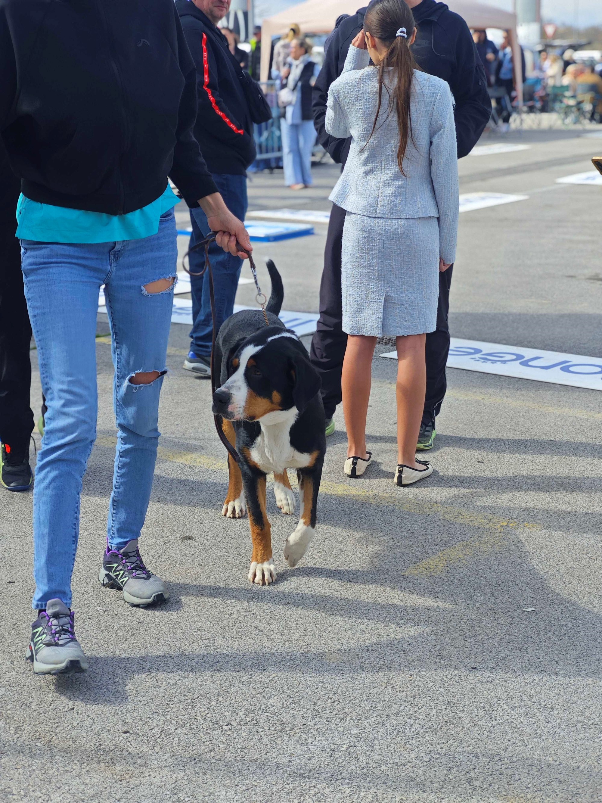 Posjetili smo izložbu pasa u Zaprešiću, pogledajte te preslatke ljubimce 🐶