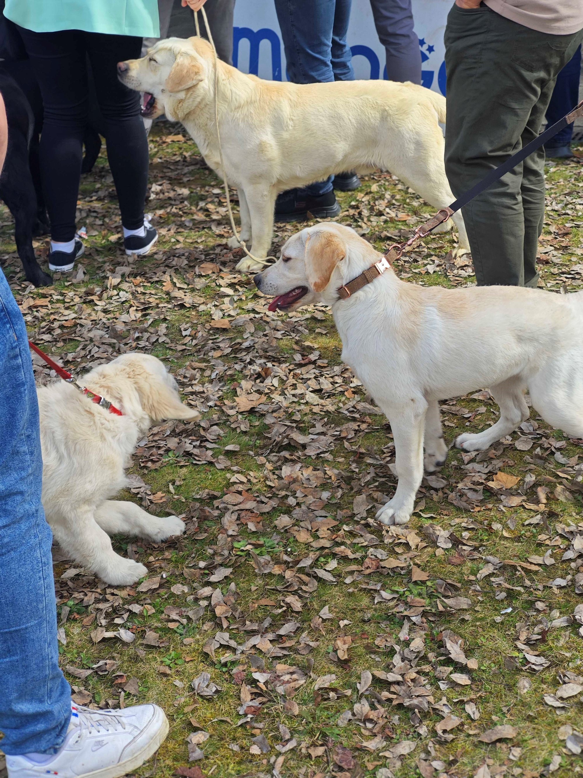 Posjetili smo izložbu pasa u Zaprešiću, pogledajte te preslatke ljubimce 🐶