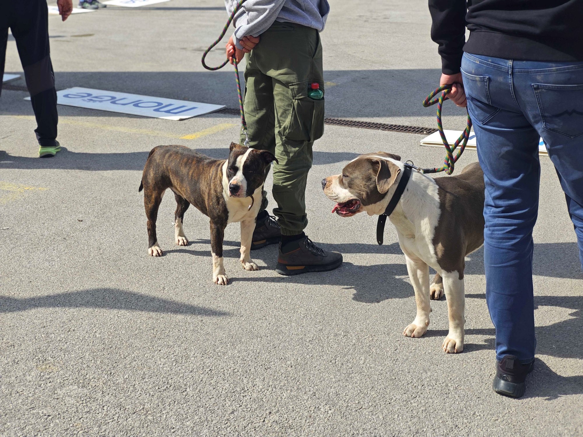 Posjetili smo izložbu pasa u Zaprešiću, pogledajte te preslatke ljubimce 🐶