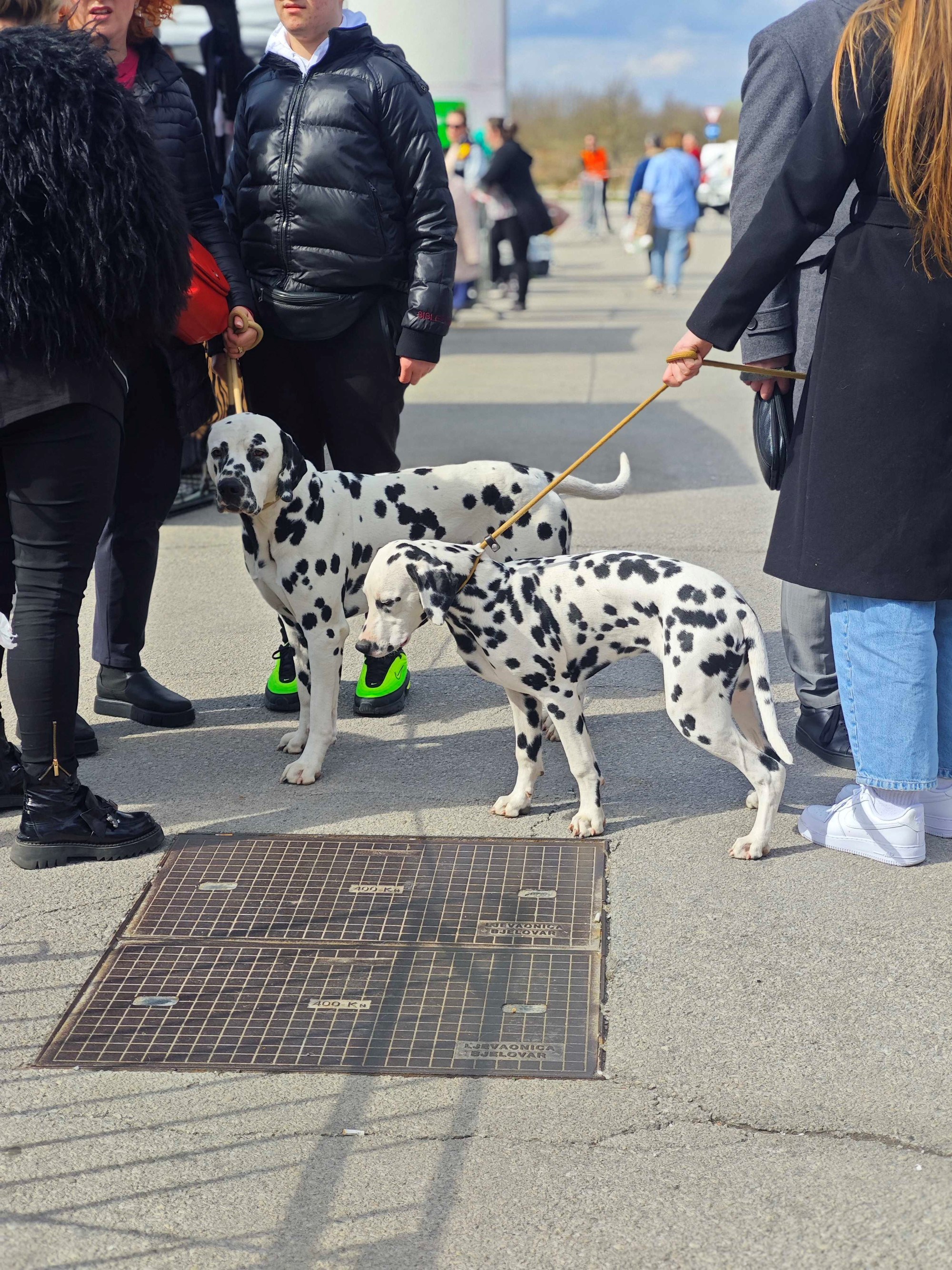 Posjetili smo izložbu pasa u Zaprešiću, pogledajte te preslatke ljubimce 🐶