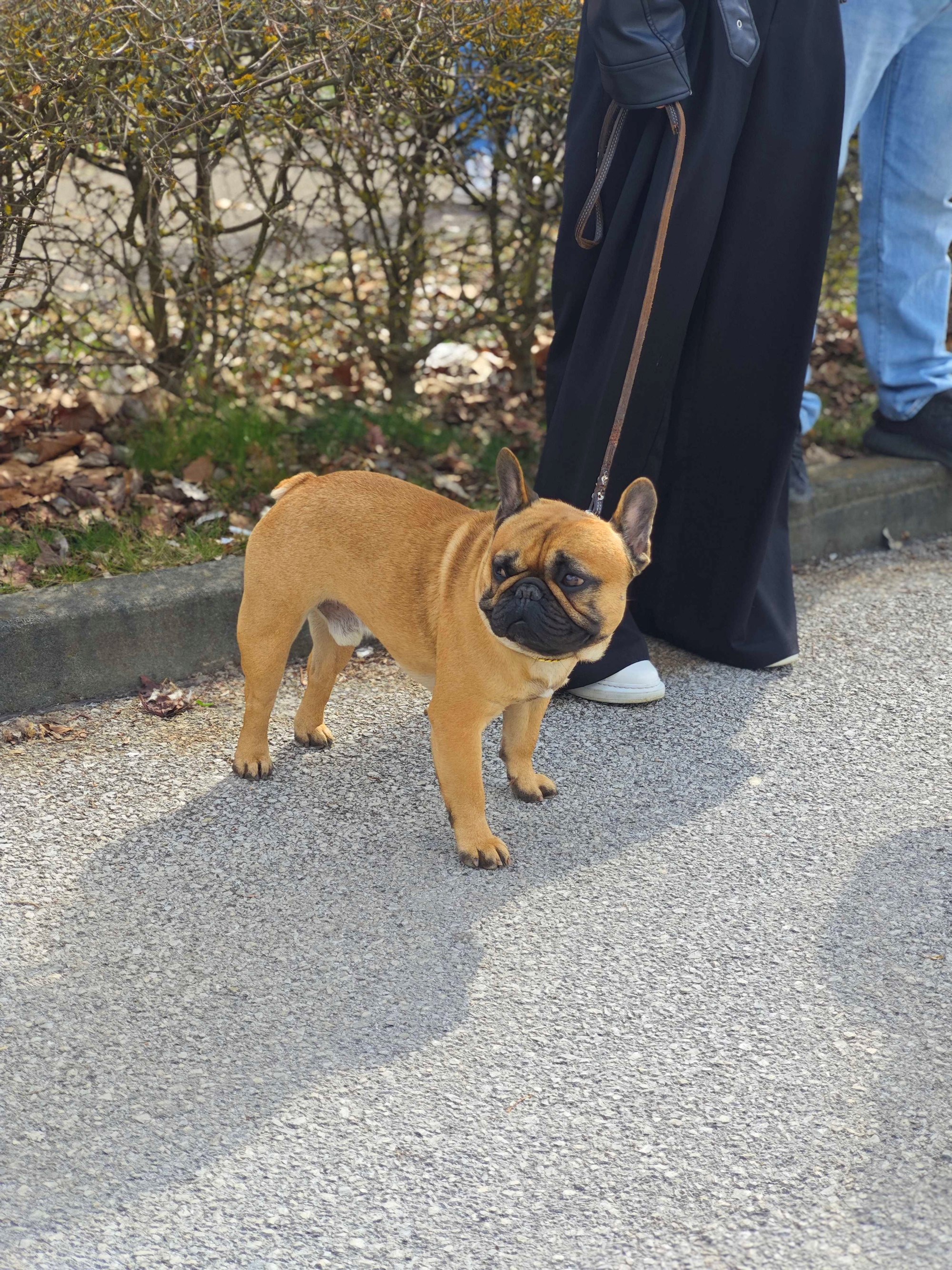 Posjetili smo izložbu pasa u Zaprešiću, pogledajte te preslatke ljubimce 🐶