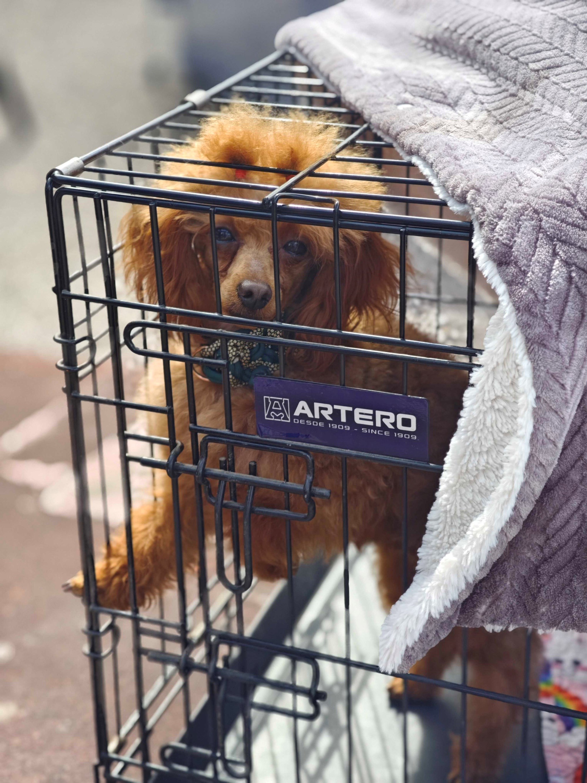 Posjetili smo izložbu pasa u Zaprešiću, pogledajte te preslatke ljubimce 🐶