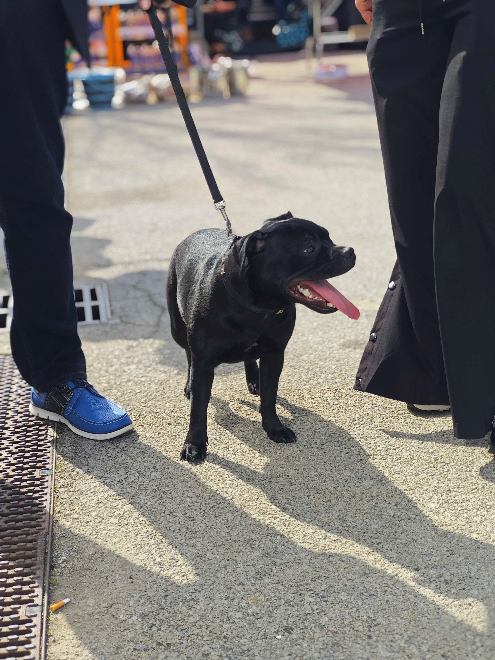 Posjetili smo izložbu pasa u Zaprešiću, pogledajte te preslatke ljubimce 🐶