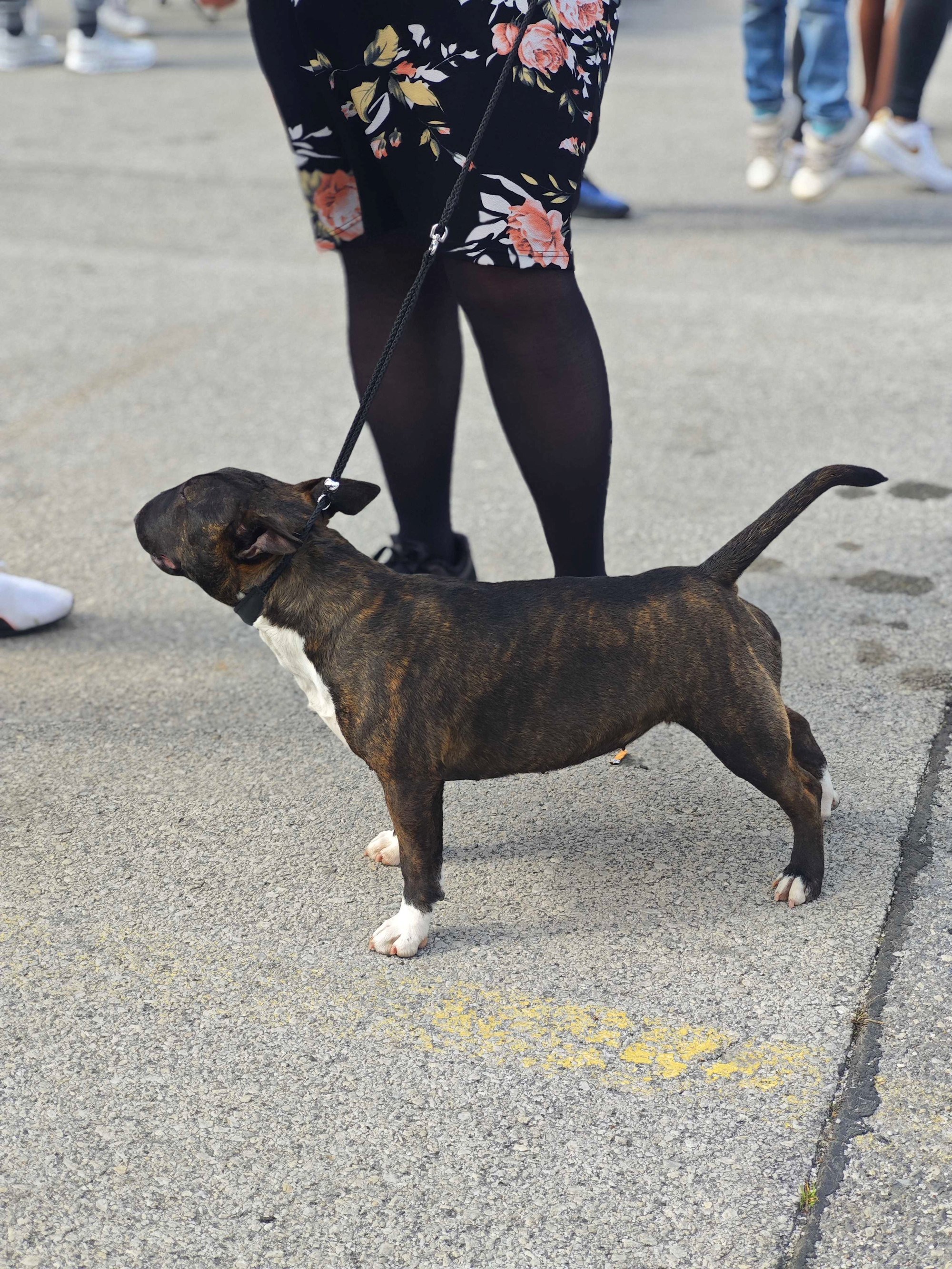 Posjetili smo izložbu pasa u Zaprešiću, pogledajte te preslatke ljubimce 🐶