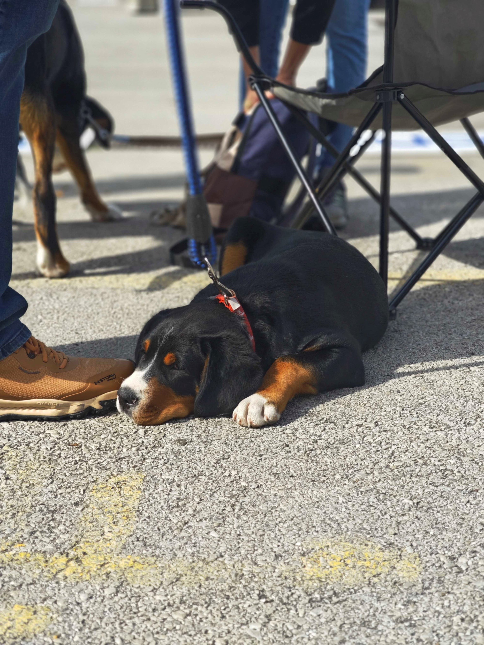 Posjetili smo izložbu pasa u Zaprešiću, pogledajte te preslatke ljubimce 🐶