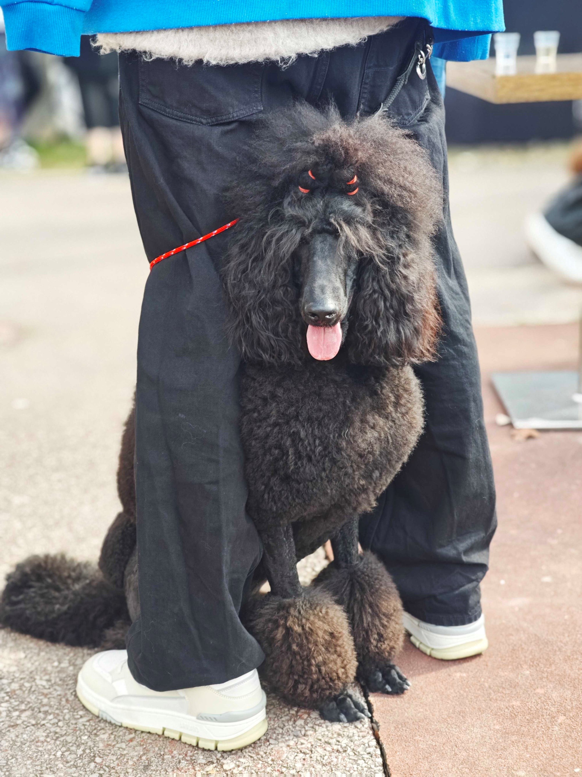 Posjetili smo izložbu pasa u Zaprešiću, pogledajte te preslatke ljubimce 🐶