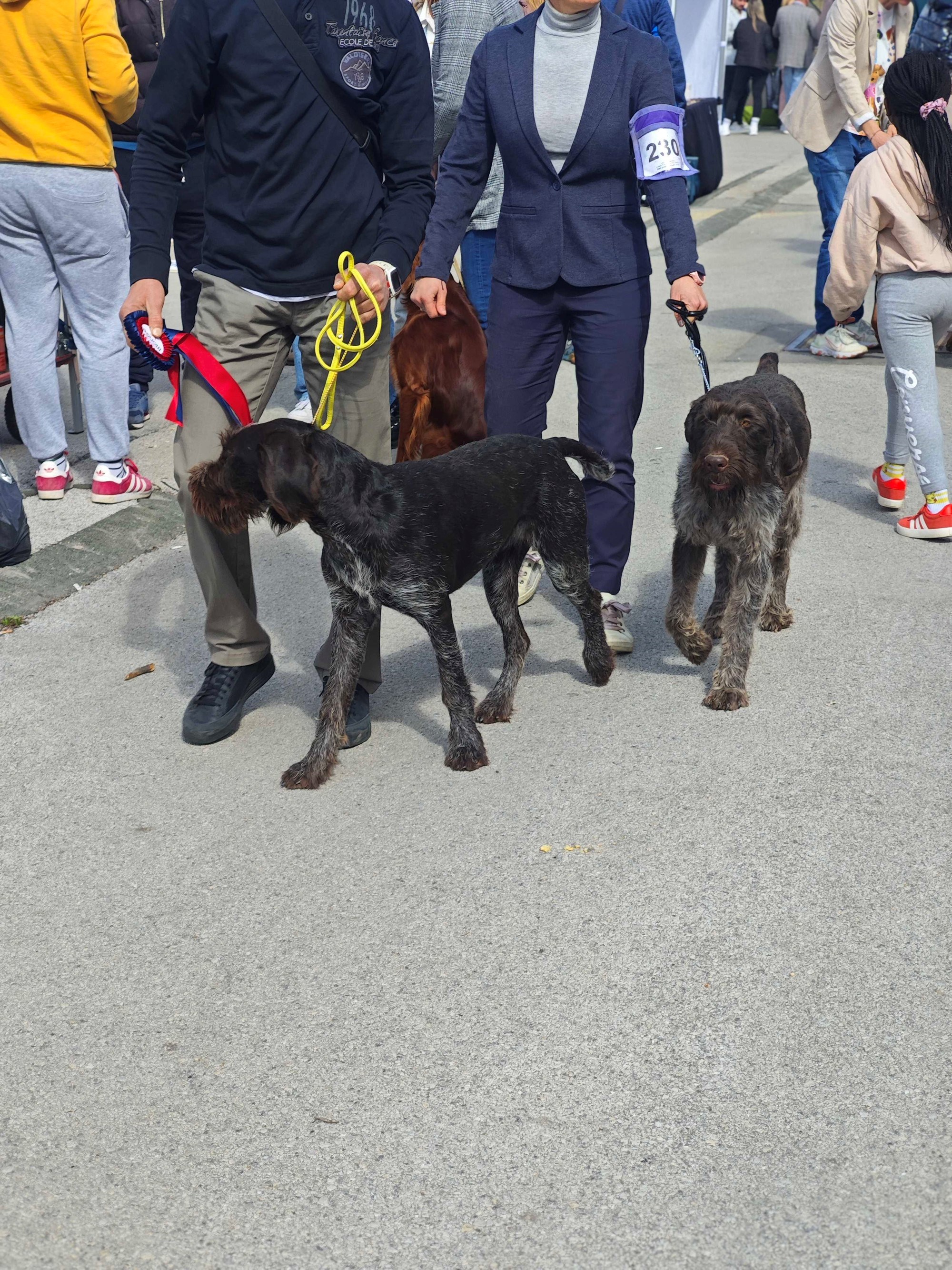 Posjetili smo izložbu pasa u Zaprešiću, pogledajte te preslatke ljubimce 🐶