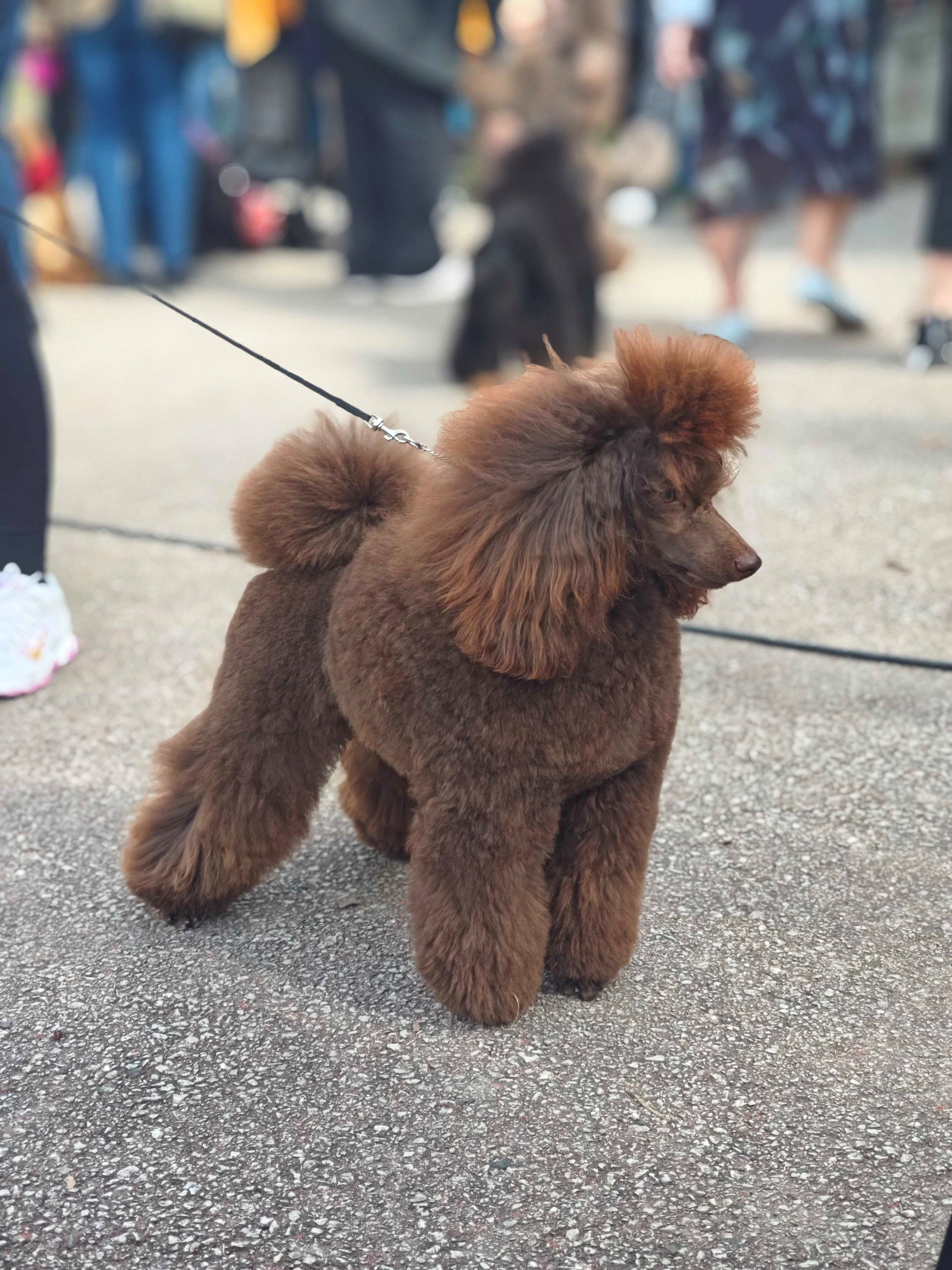 Posjetili smo izložbu pasa u Zaprešiću, pogledajte te preslatke ljubimce 🐶