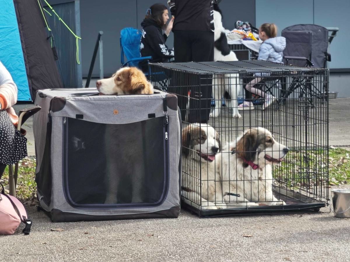 Posjetili smo izložbu pasa u Zaprešiću, pogledajte te preslatke ljubimce 🐶