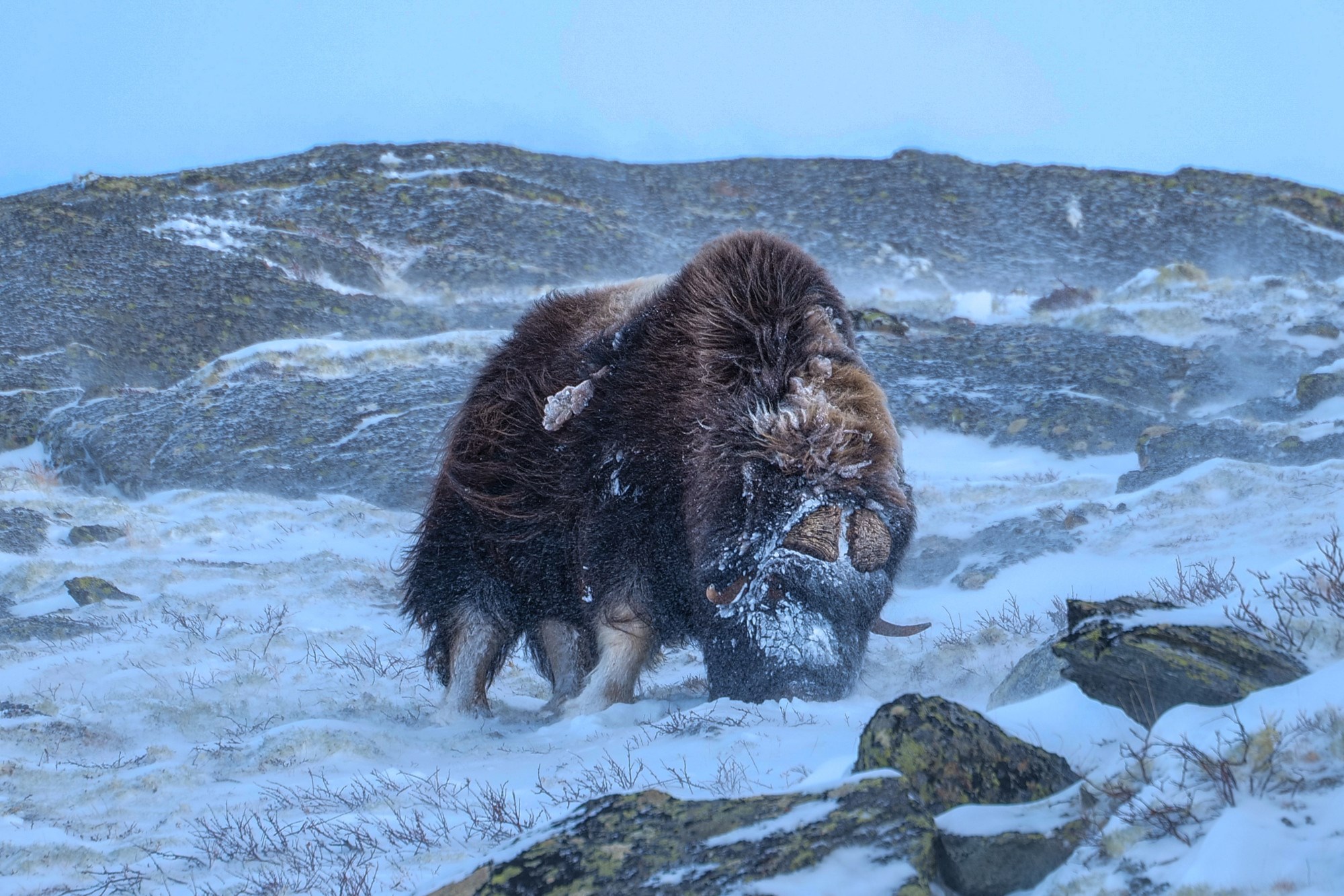 Dvojica Hrvata u Norveškoj snimili veličanstvene životinje: "Bilo je kao u filmu"