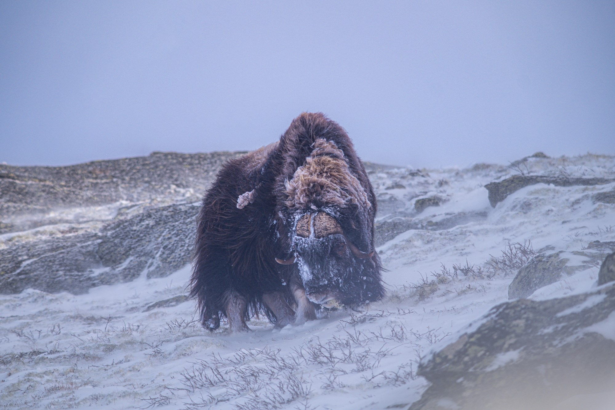 Dvojica Hrvata u Norveškoj snimili veličanstvene životinje: "Bilo je kao u filmu"