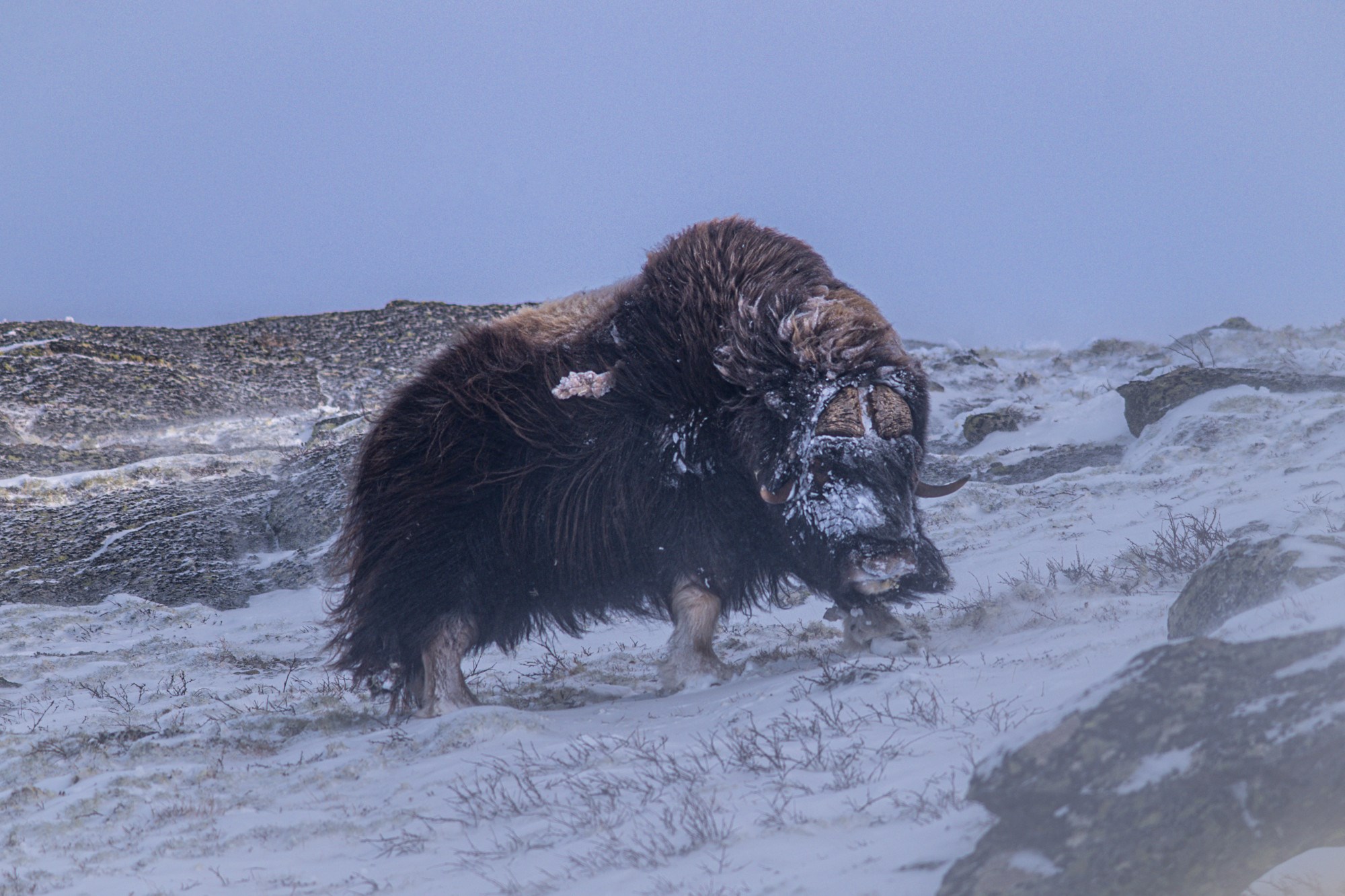 Dvojica Hrvata u Norveškoj snimili veličanstvene životinje: "Bilo je kao u filmu"