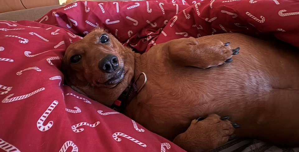 FOTO Čitatelji pokazali svoje jazavčare, preslatki su