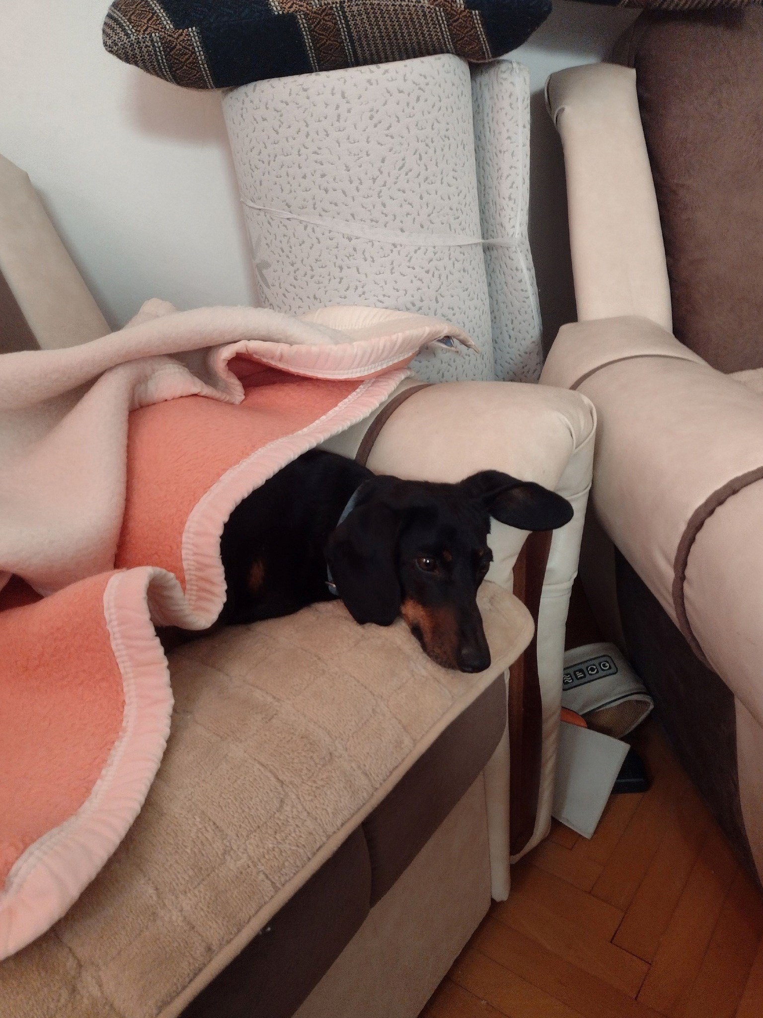 FOTO Čitatelji pokazali svoje jazavčare, preslatki su