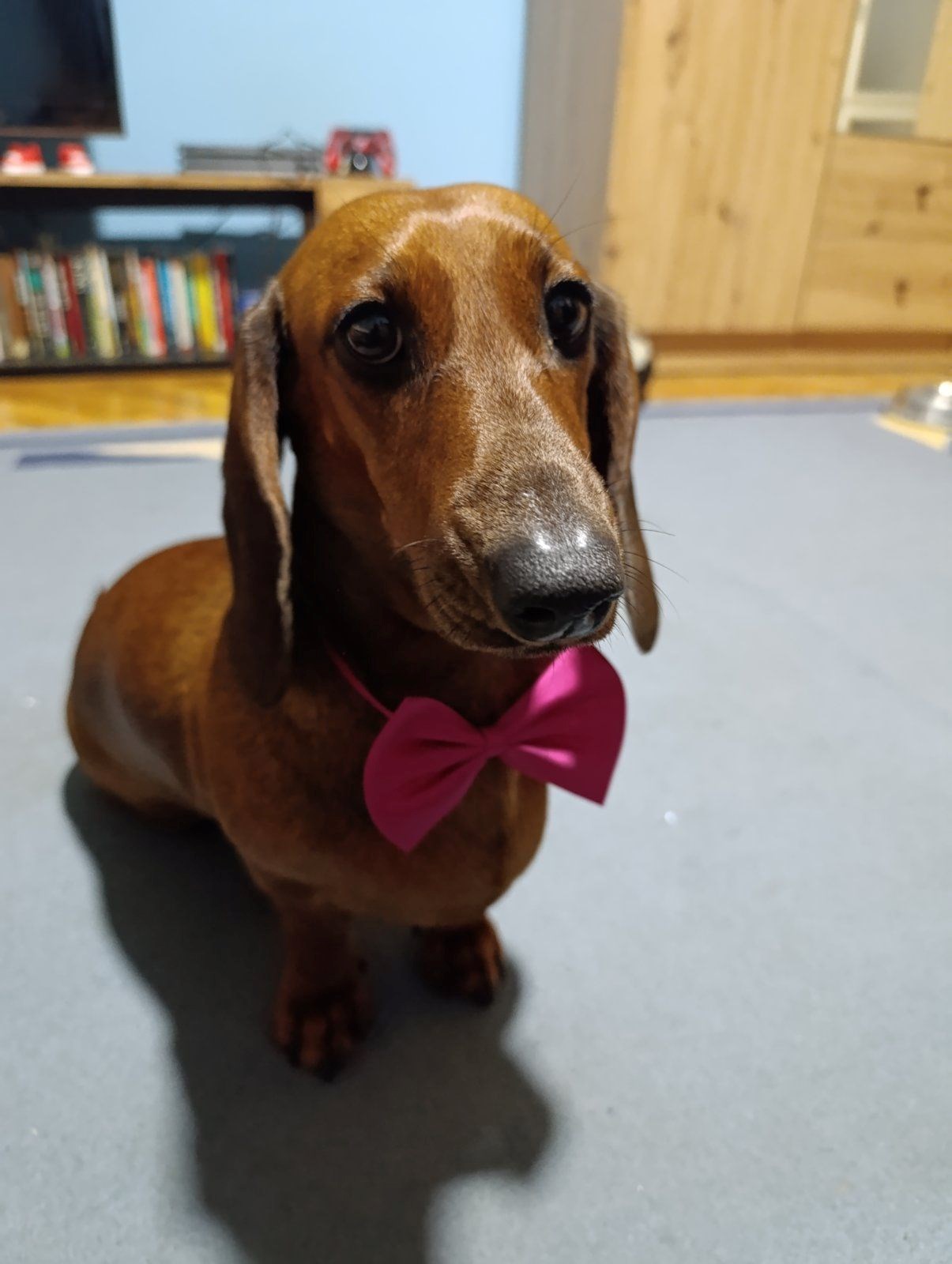 FOTO Čitatelji pokazali svoje jazavčare, preslatki su