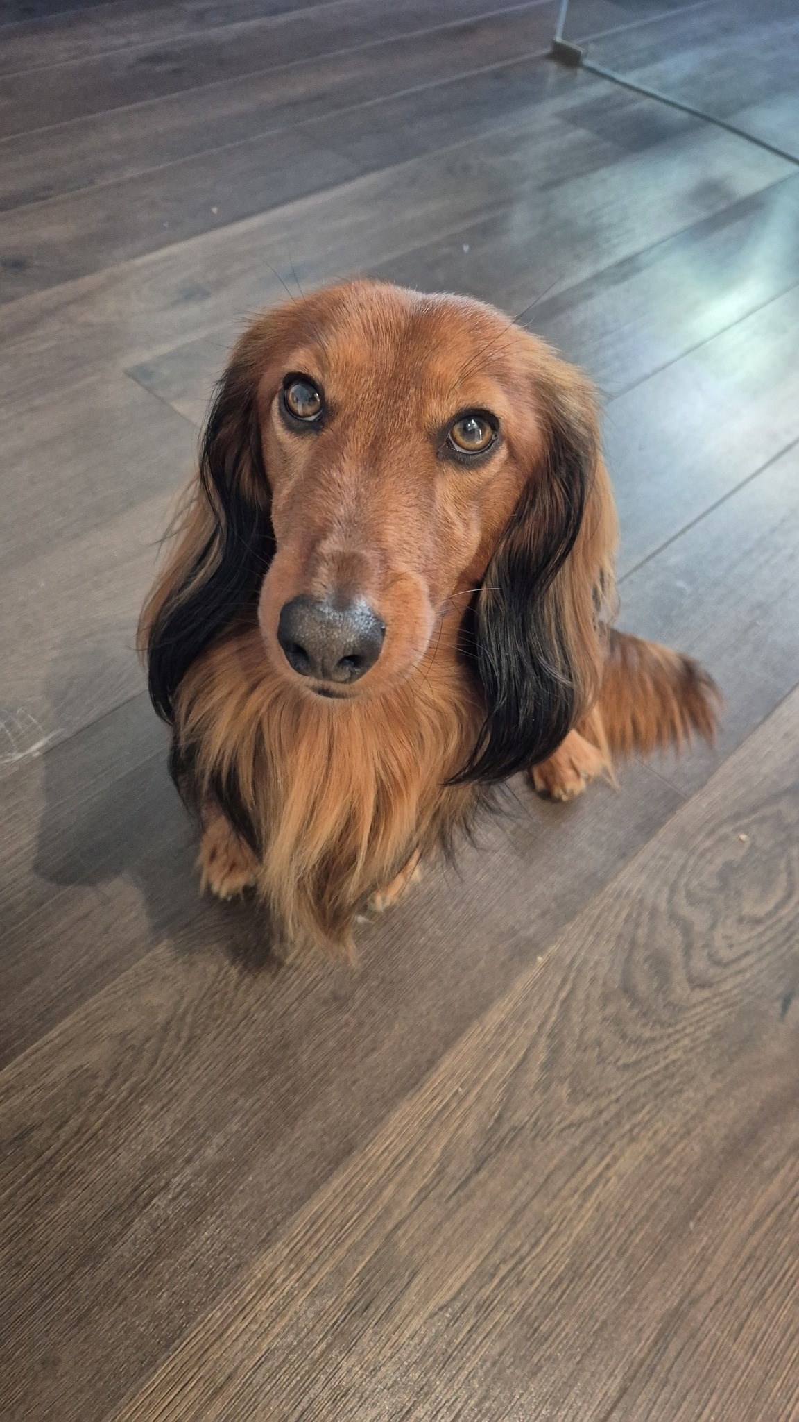 FOTO Čitatelji pokazali svoje jazavčare, preslatki su