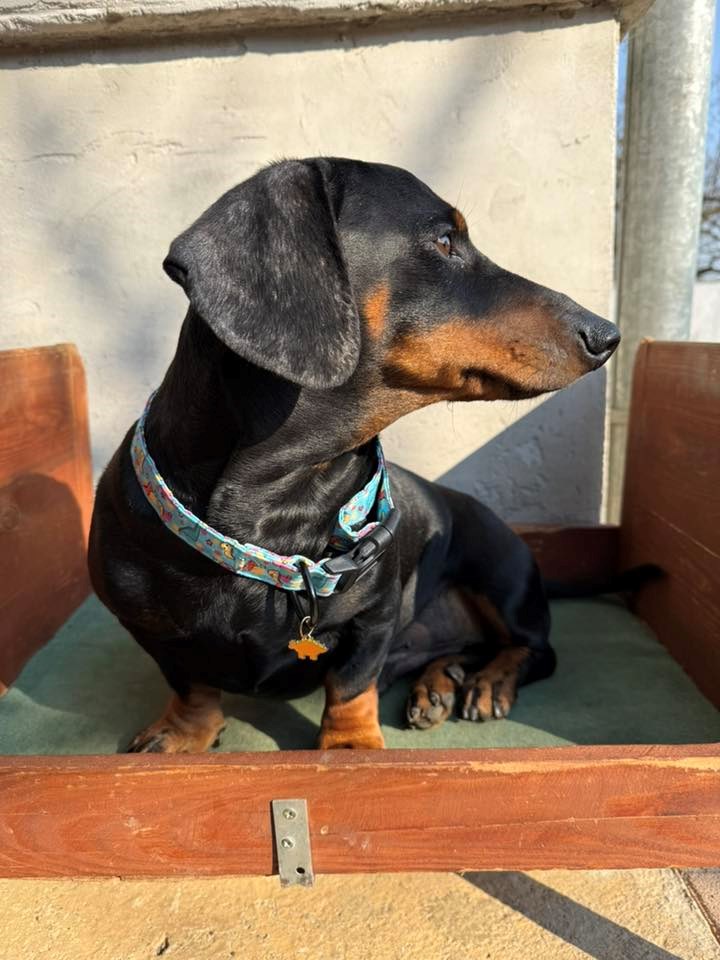 FOTO Čitatelji pokazali svoje jazavčare, preslatki su