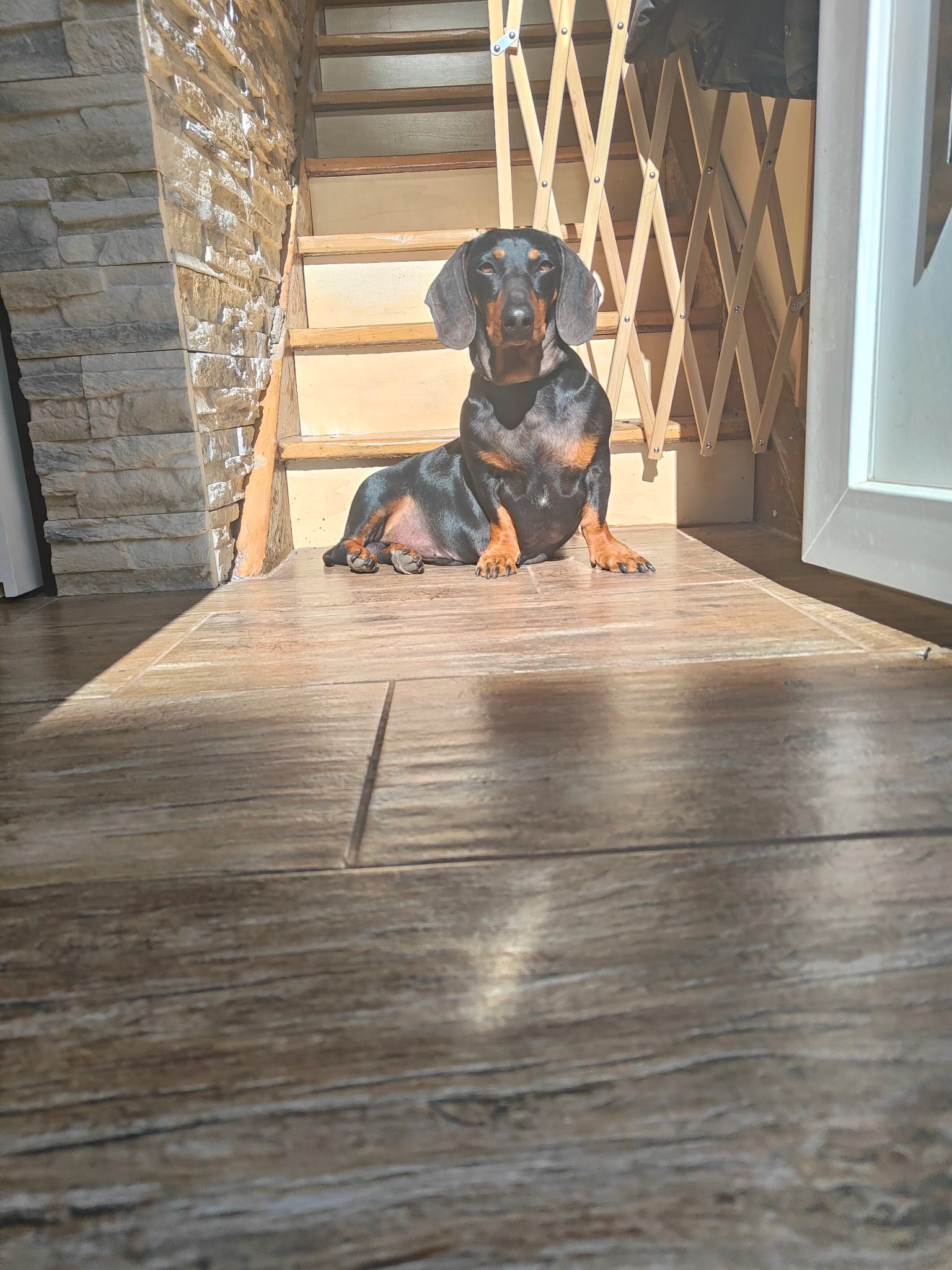 FOTO Čitatelji pokazali svoje jazavčare, preslatki su