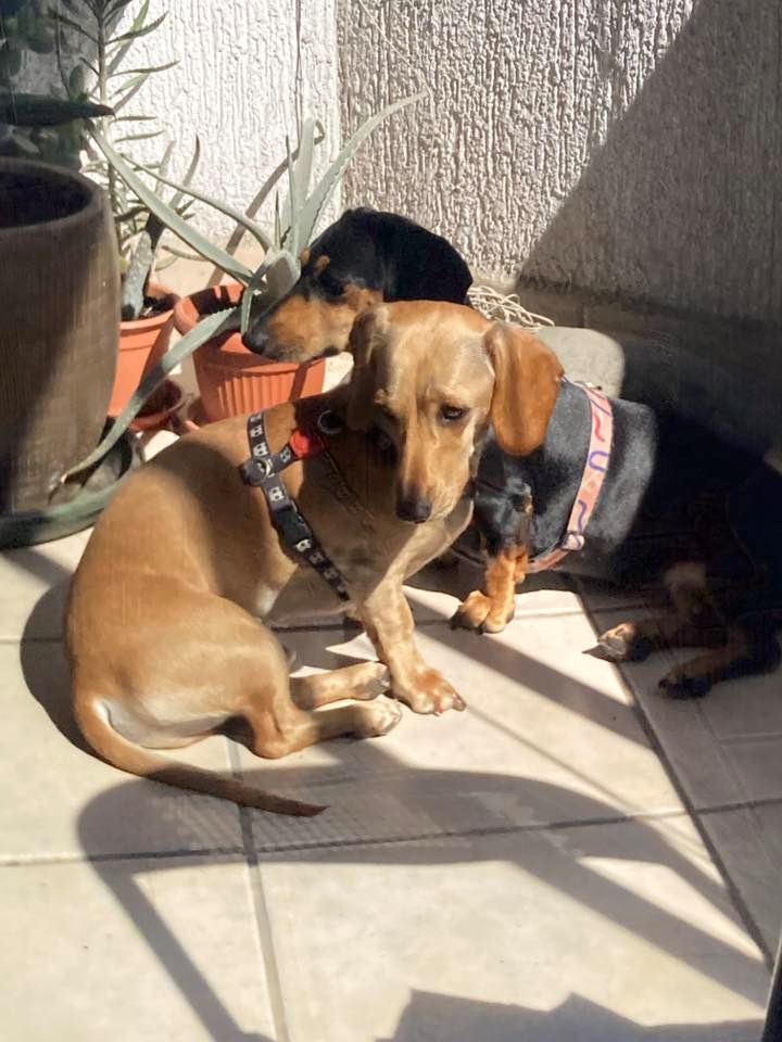 FOTO Čitatelji pokazali svoje jazavčare, preslatki su