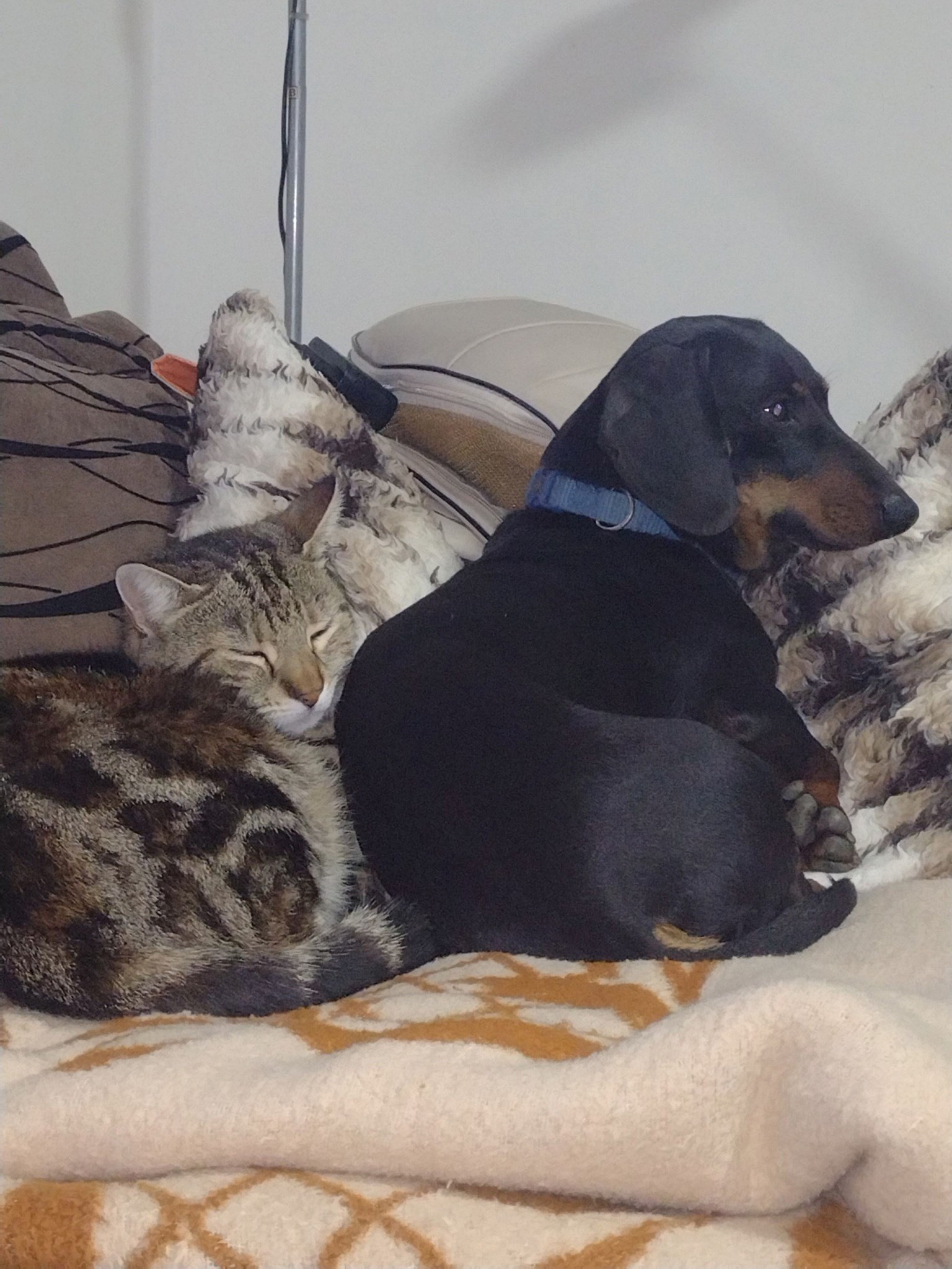 FOTO Čitatelji pokazali svoje jazavčare, preslatki su