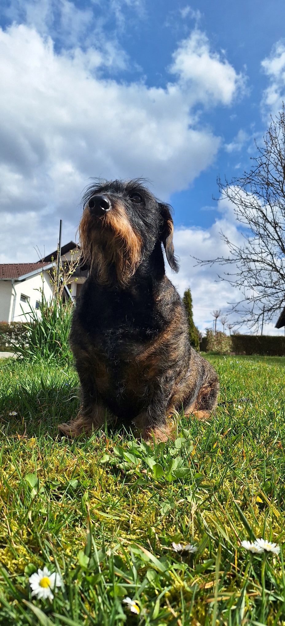 FOTO Čitatelji pokazali svoje jazavčare, preslatki su