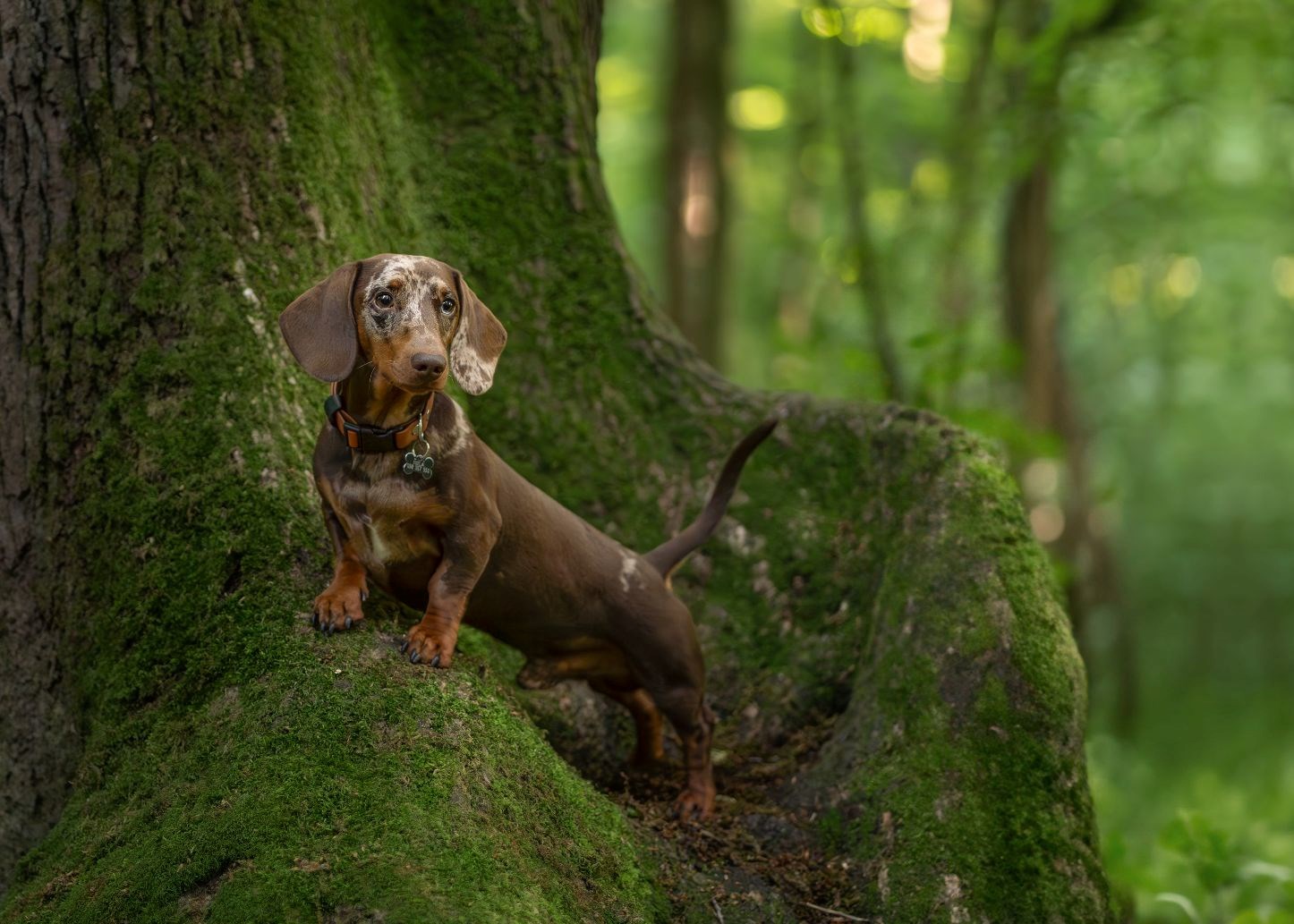 FOTO Čitatelji pokazali svoje jazavčare, preslatki su