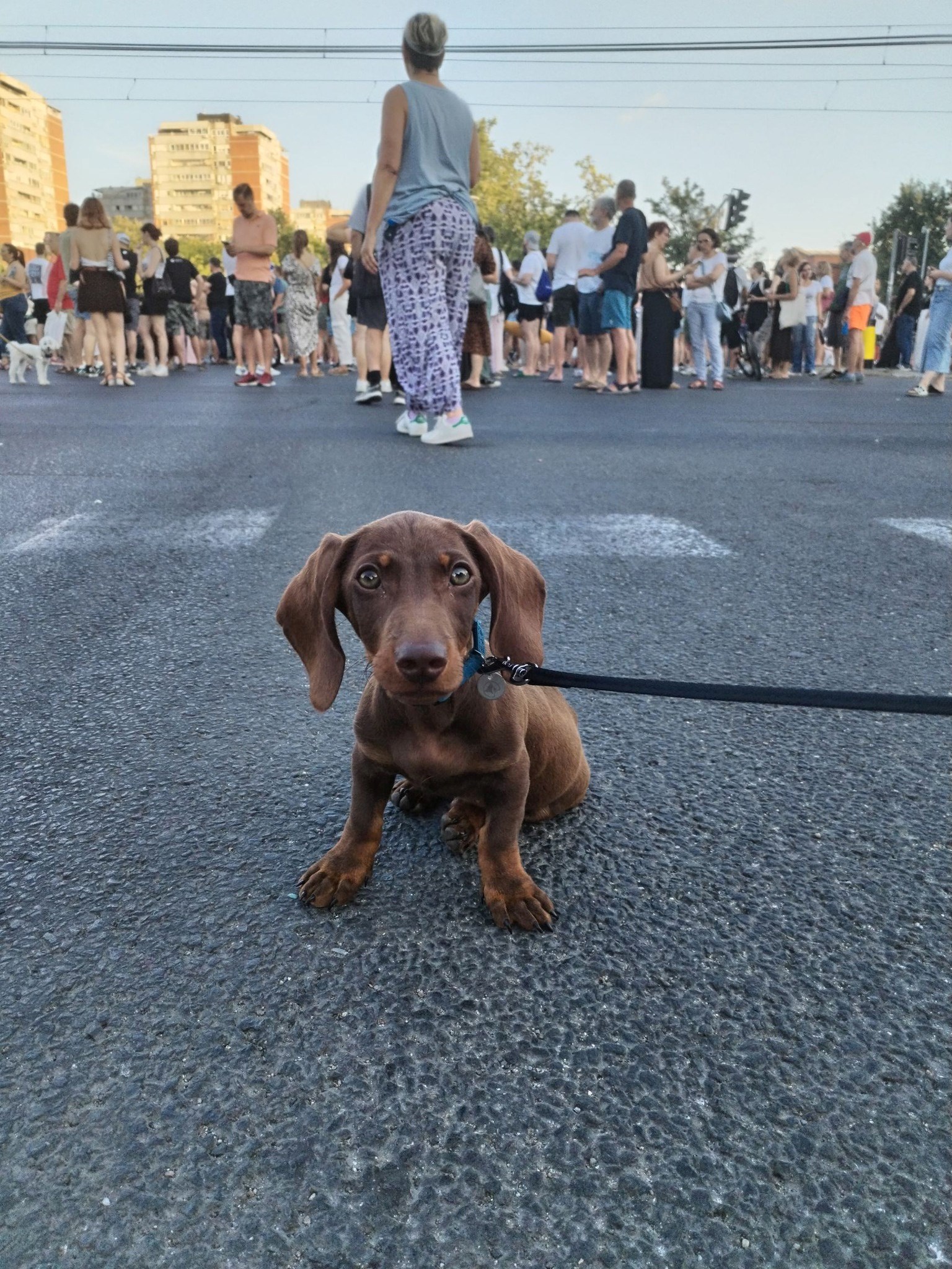 FOTO Čitatelji pokazali svoje jazavčare, preslatki su