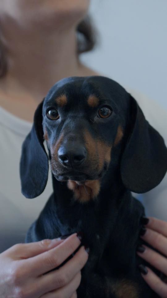 FOTO Čitatelji pokazali svoje jazavčare, preslatki su