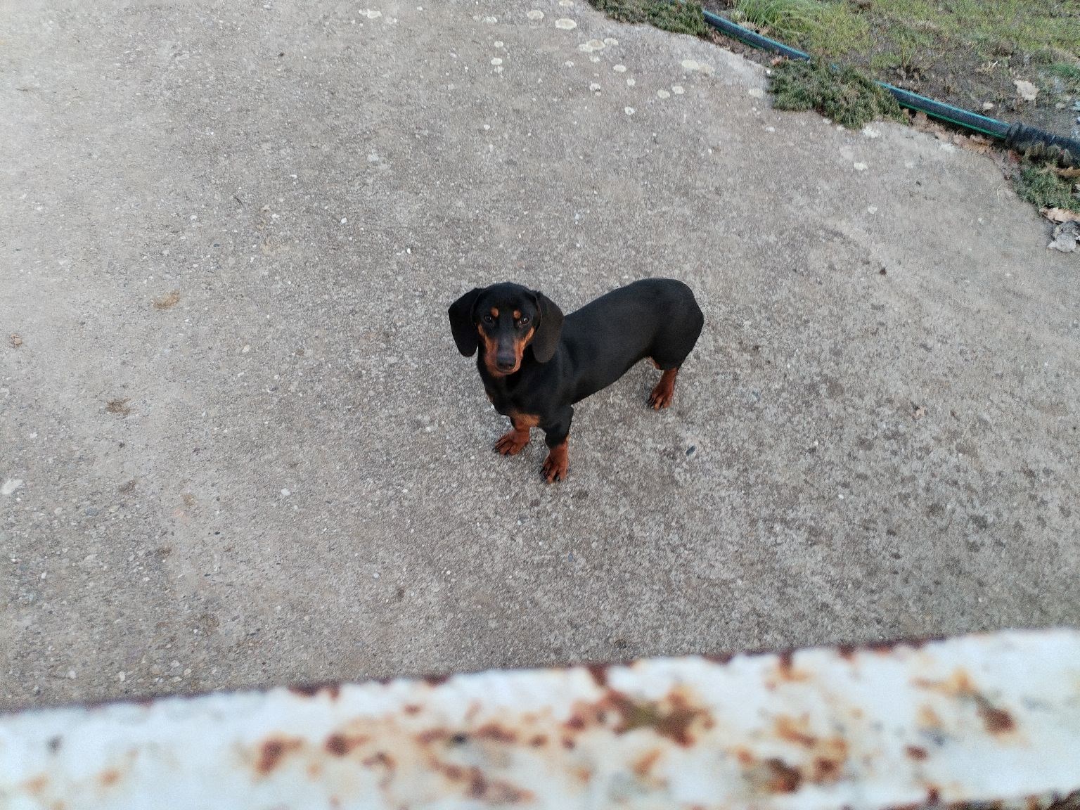 FOTO Čitatelji pokazali svoje jazavčare, preslatki su