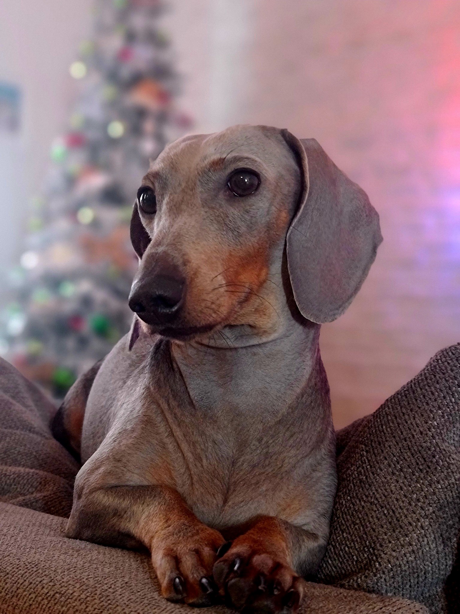 FOTO Čitatelji pokazali svoje jazavčare, preslatki su