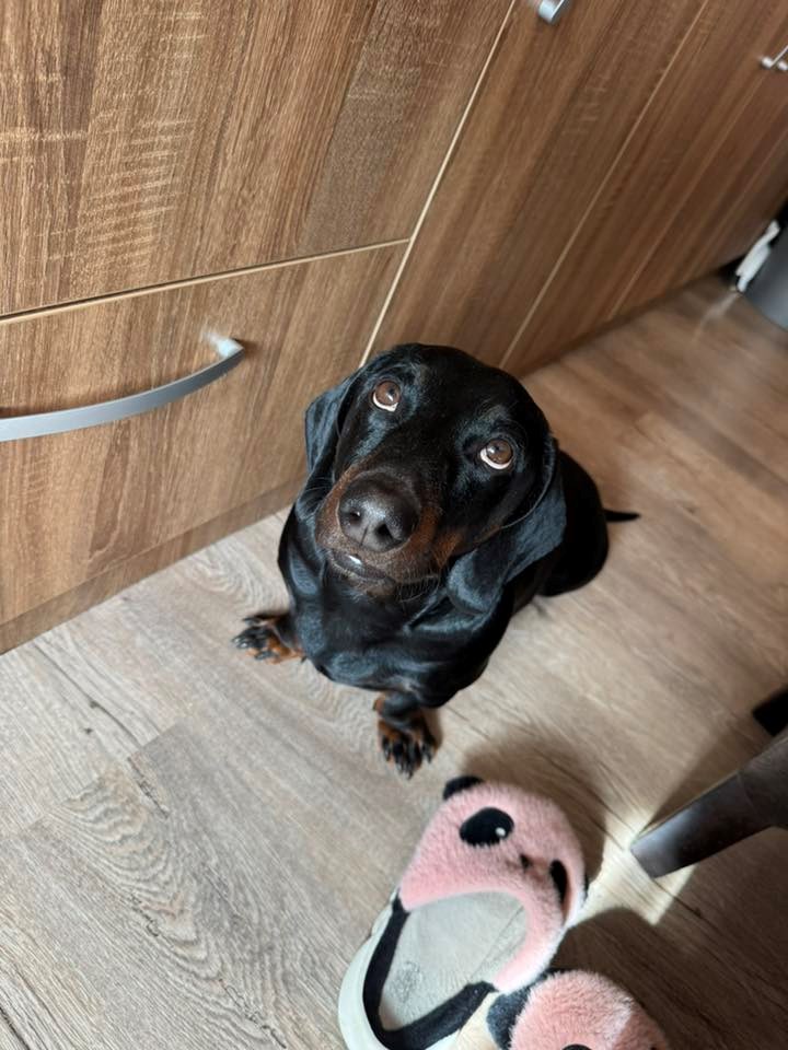 FOTO Čitatelji pokazali svoje jazavčare, preslatki su