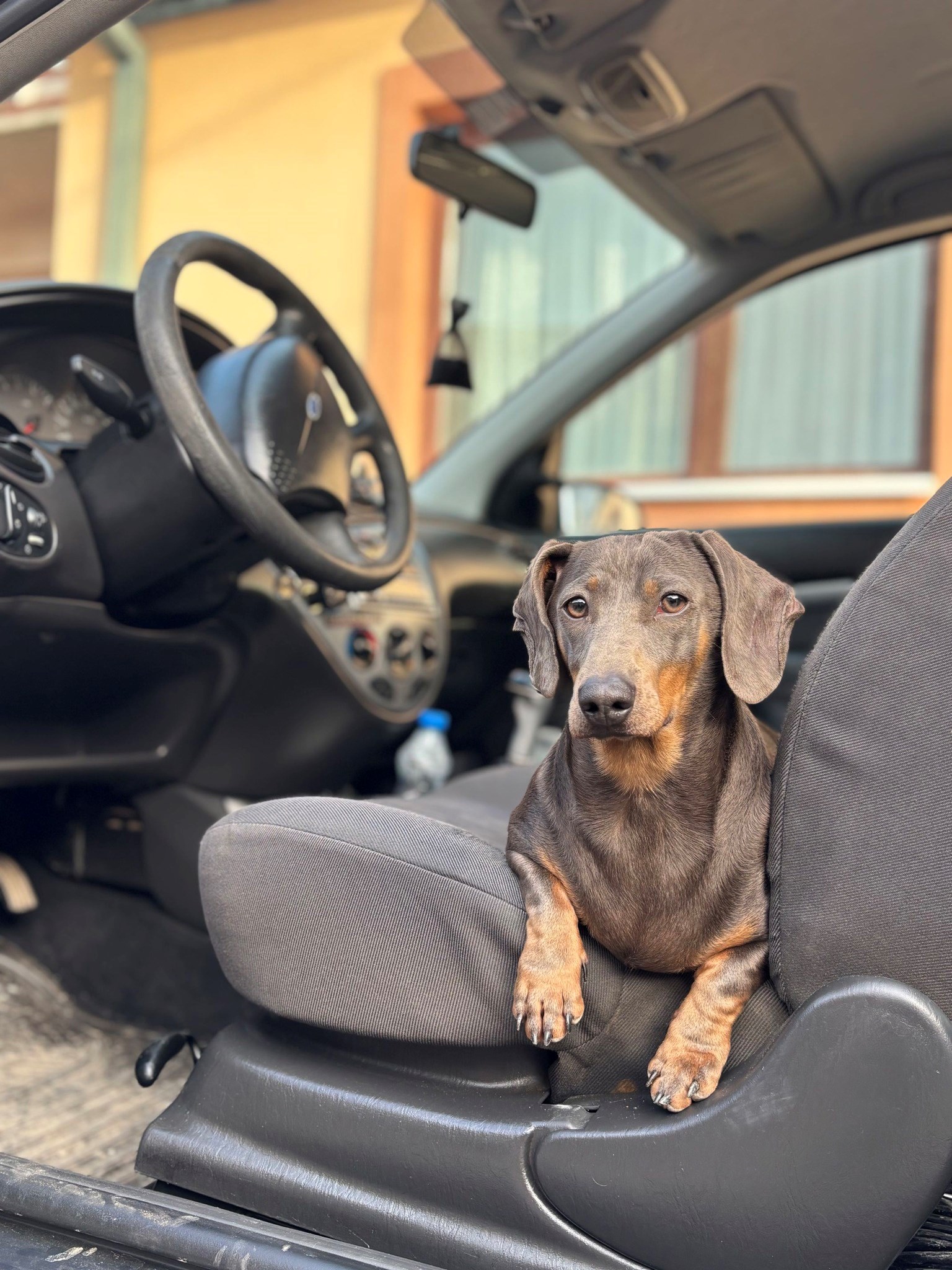 FOTO Čitatelji pokazali svoje jazavčare, preslatki su