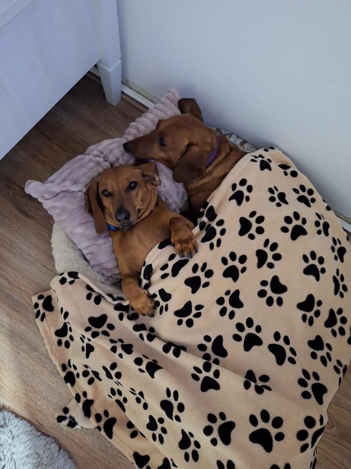 FOTO Čitatelji pokazali svoje jazavčare, preslatki su