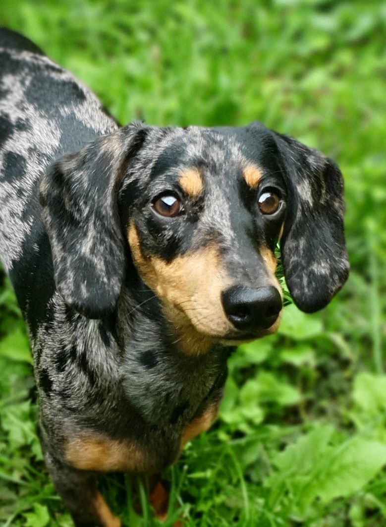 FOTO Čitatelji pokazali svoje jazavčare, preslatki su