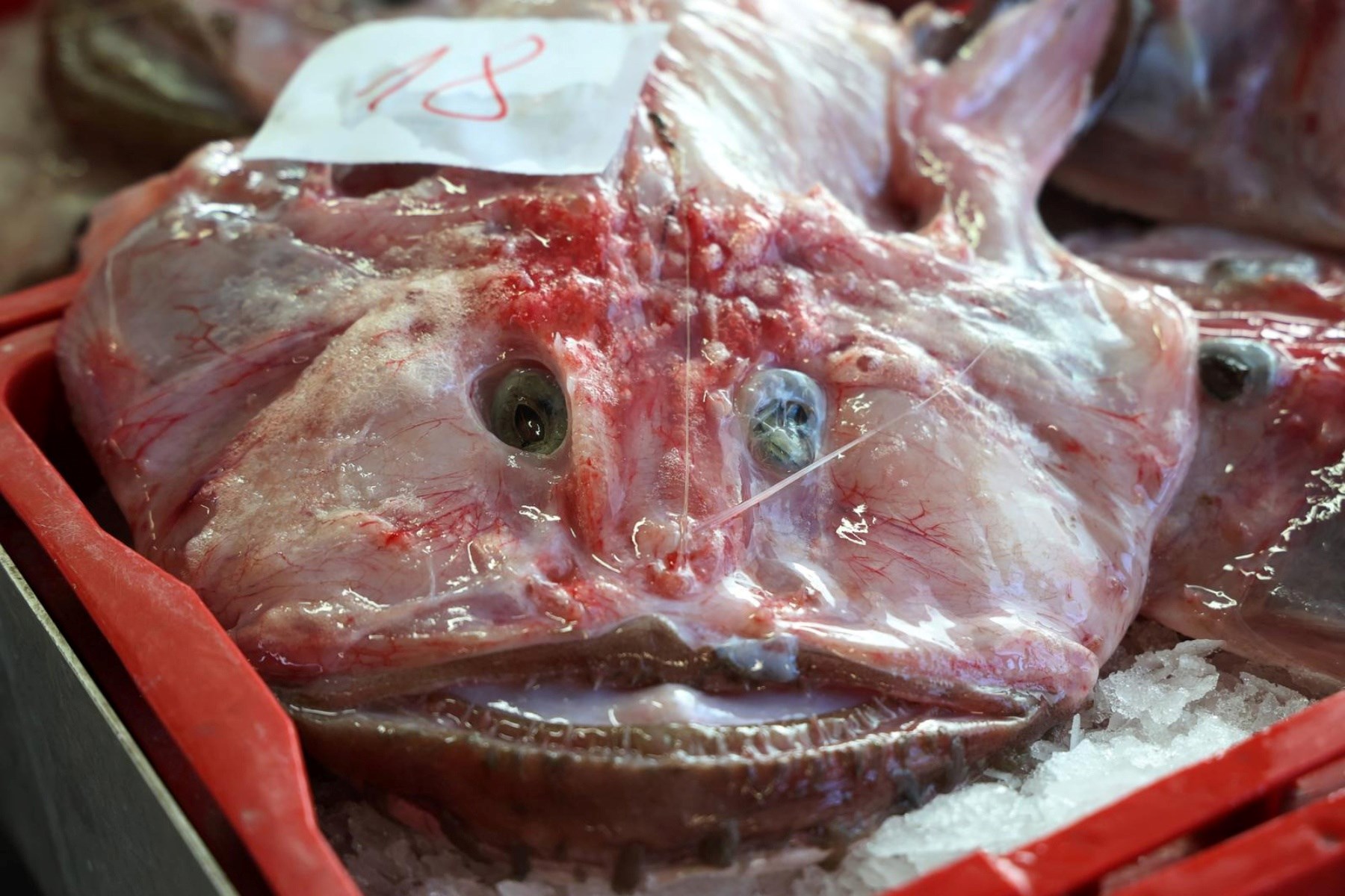 Korizmeni petak na šibenskoj ribarnici: Pogledajte koliko danas košta riba