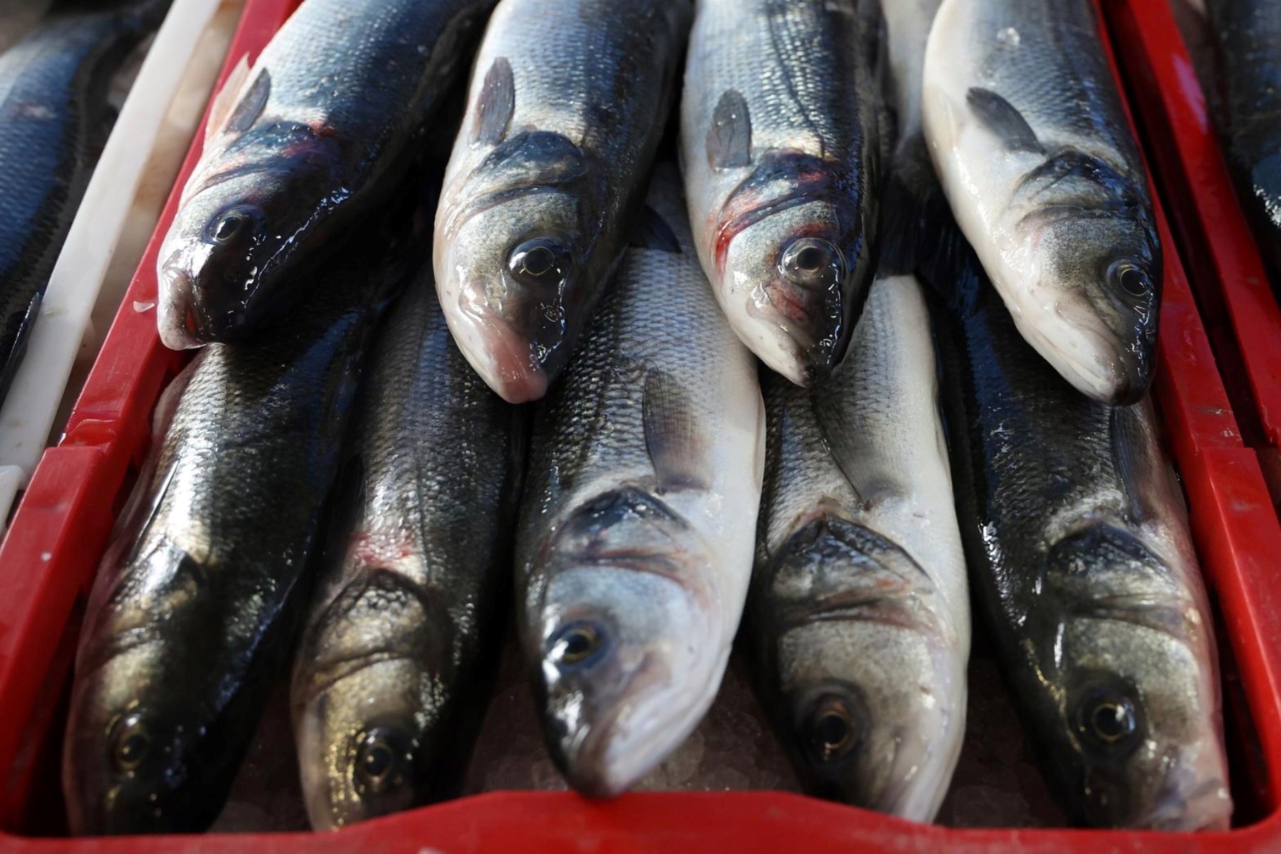 Korizmeni petak na šibenskoj ribarnici: Pogledajte koliko danas košta riba