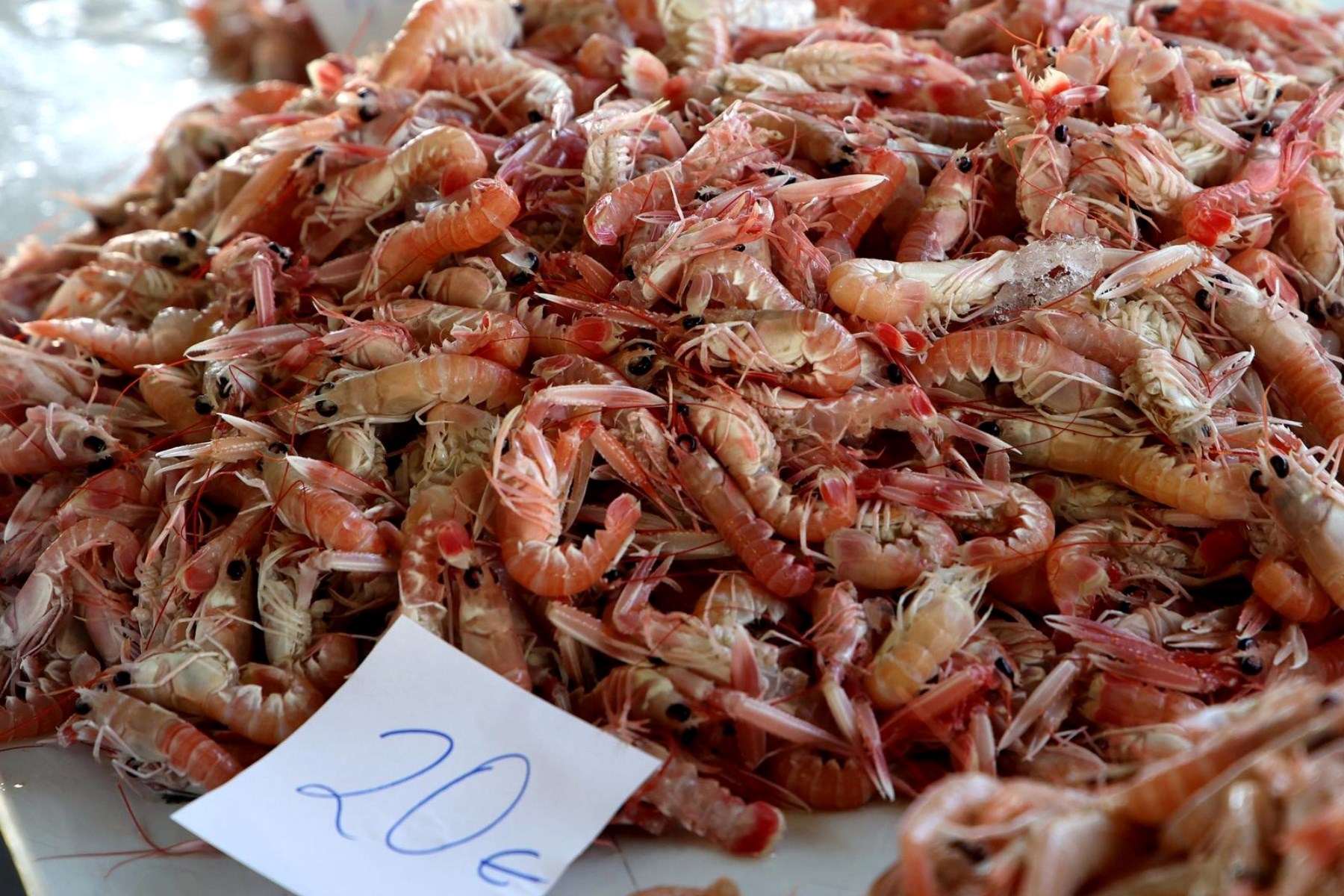 Korizmeni petak na šibenskoj ribarnici: Pogledajte koliko danas košta riba