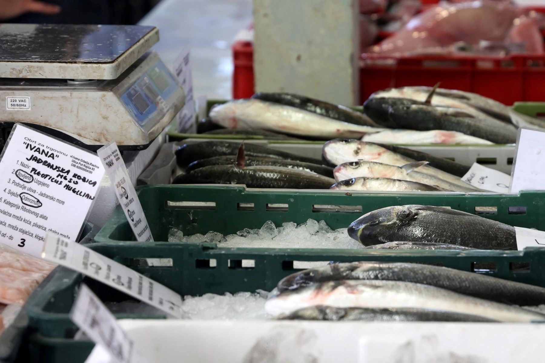 Korizmeni petak na šibenskoj ribarnici: Pogledajte koliko danas košta riba