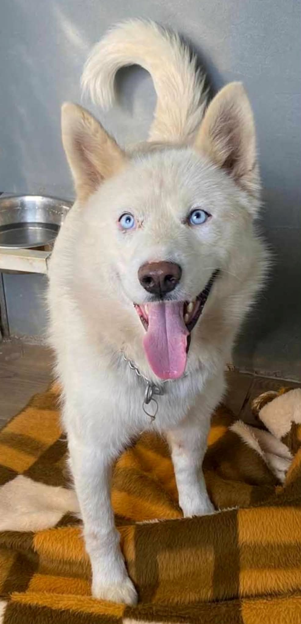 VIDEO Vučko je nađen u zamci za vukove. Spašen je i spreman za novi dom