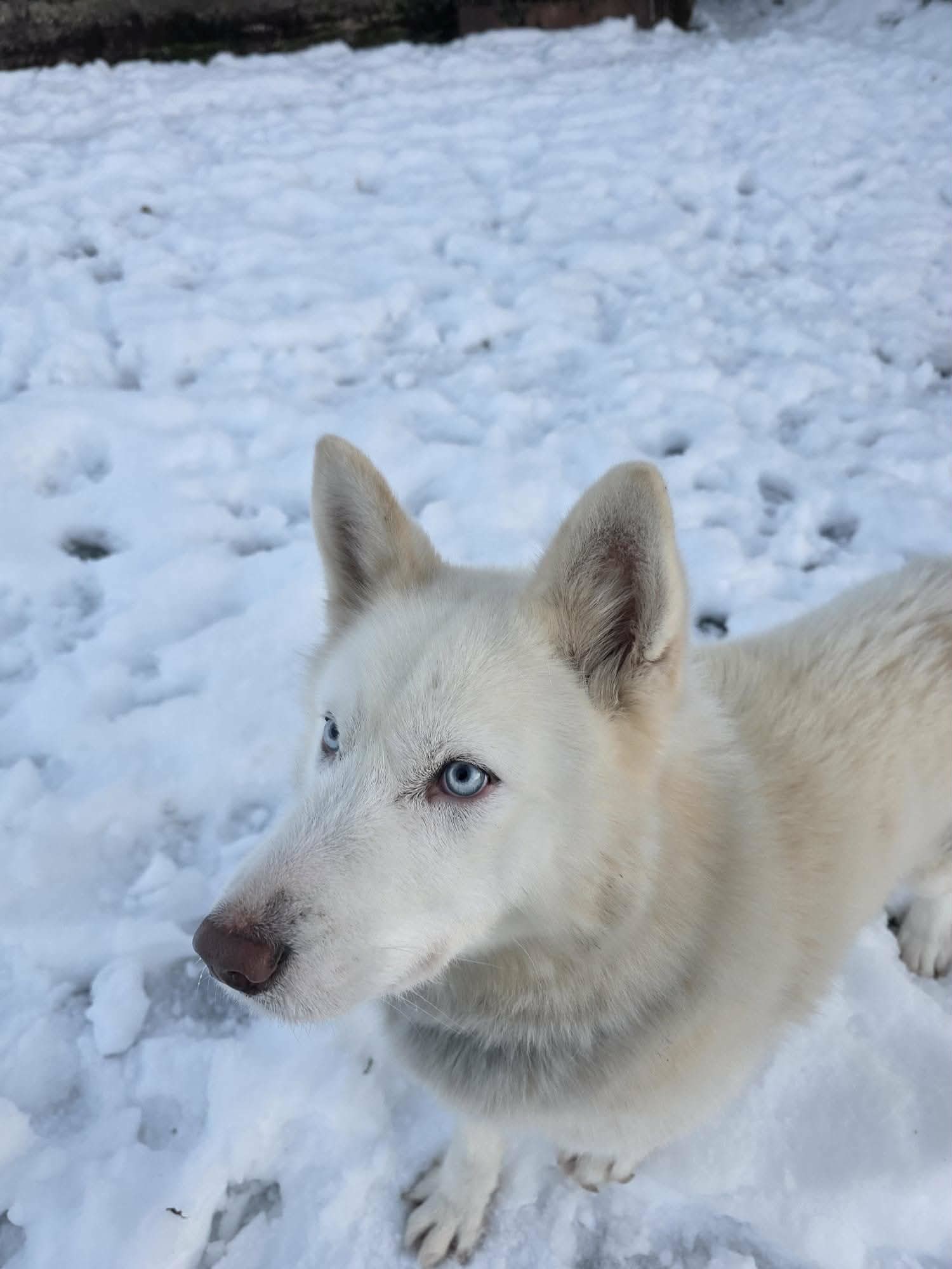 VIDEO Vučko je nađen u zamci za vukove. Spašen je i spreman za novi dom