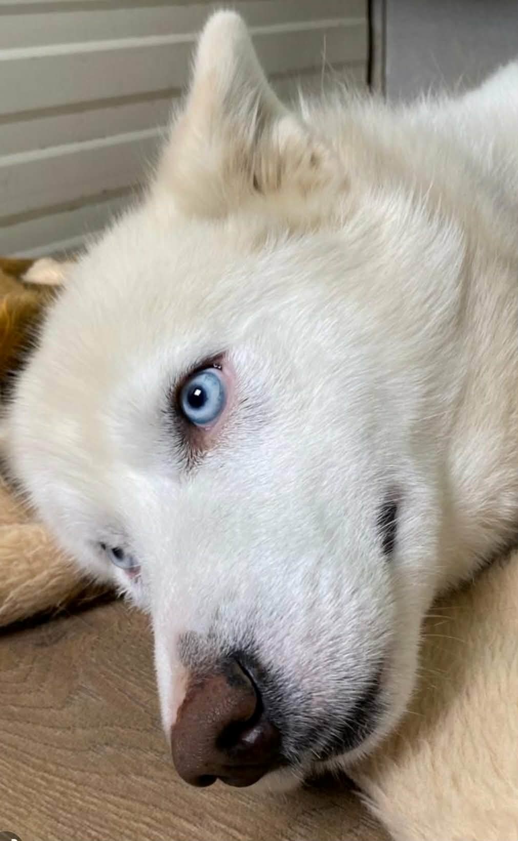 VIDEO Vučko je nađen u zamci za vukove. Spašen je i spreman za novi dom