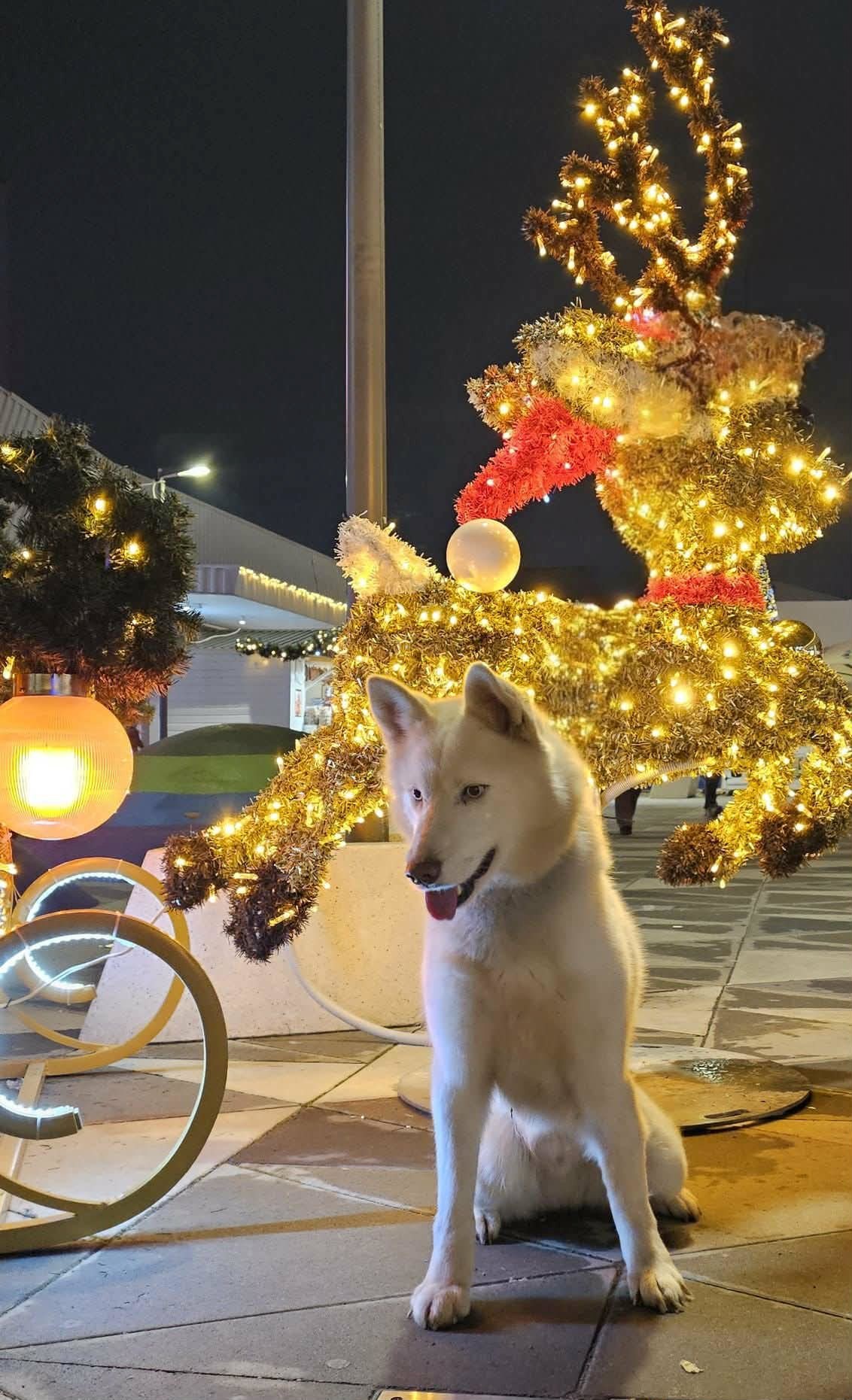 VIDEO Vučko je nađen u zamci za vukove. Spašen je i spreman za novi dom