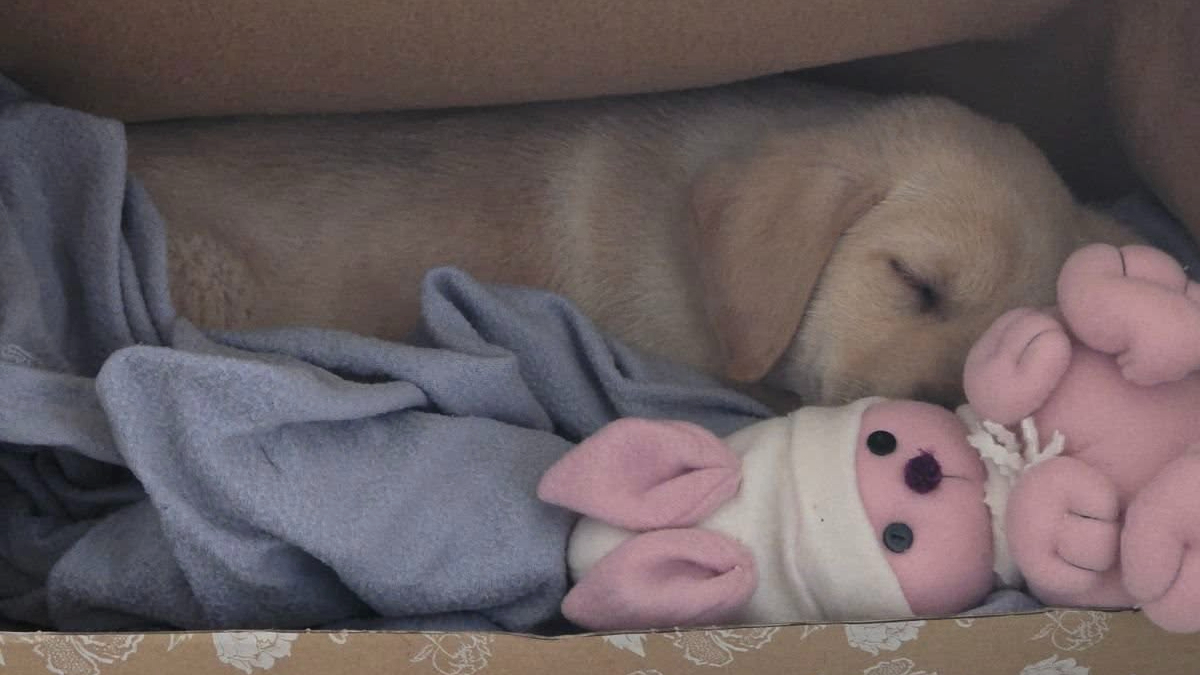 Najslađa galerija tjedna 😍