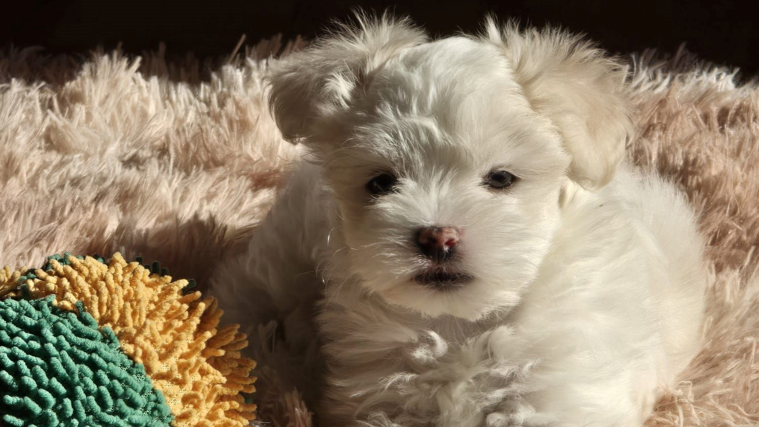 Najslađa galerija tjedna 😍