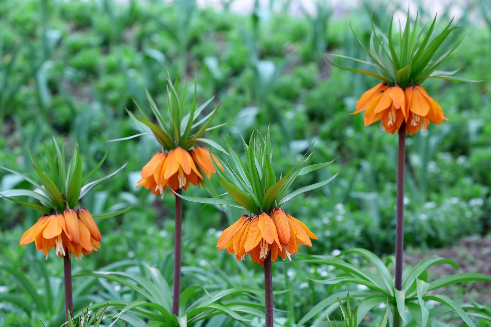 Kod Kamenitih vrata posađena je neobična biljka. Ima jak, nekima neugodan miris