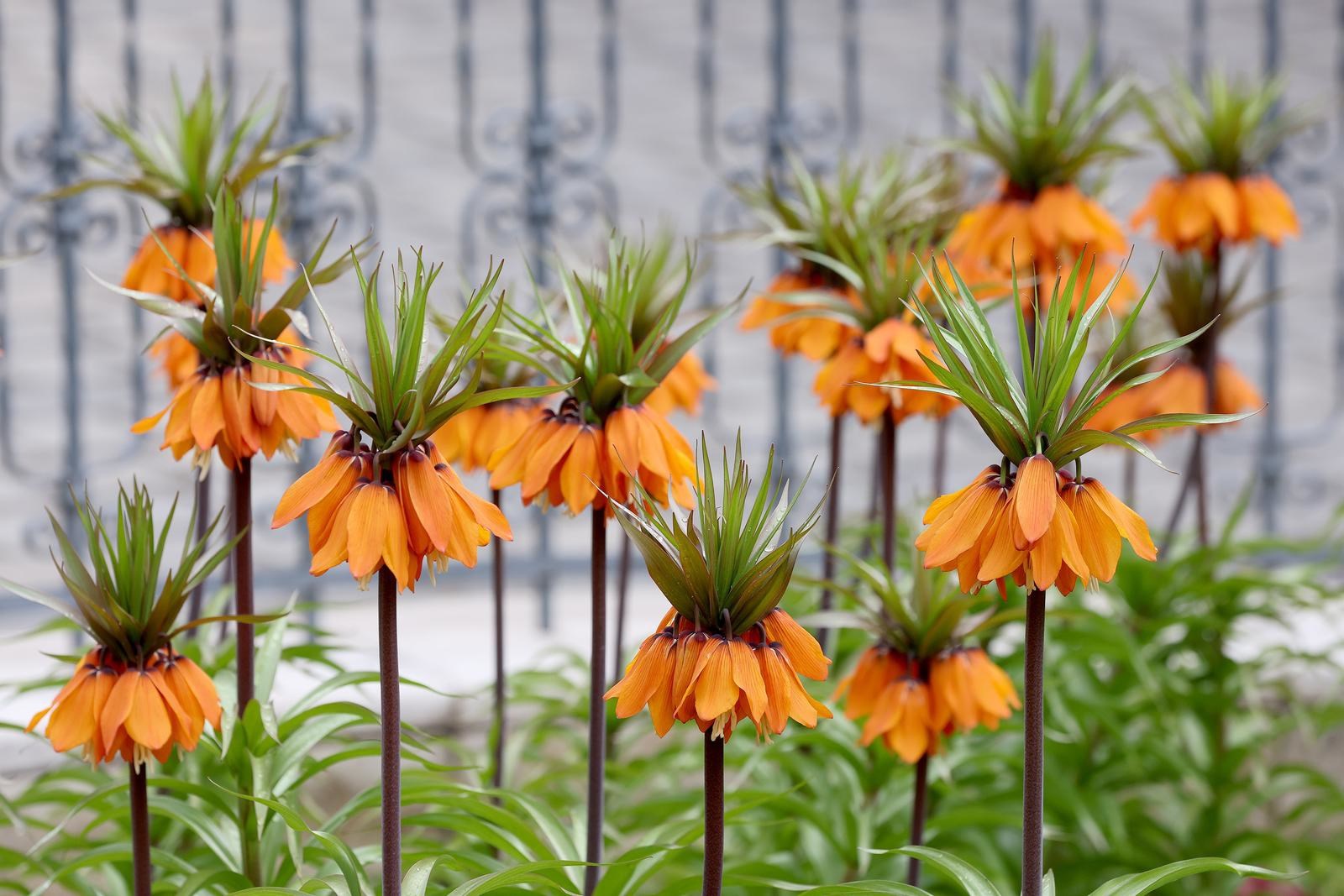 Kod Kamenitih vrata posađena je neobična biljka. Ima jak, nekima neugodan miris